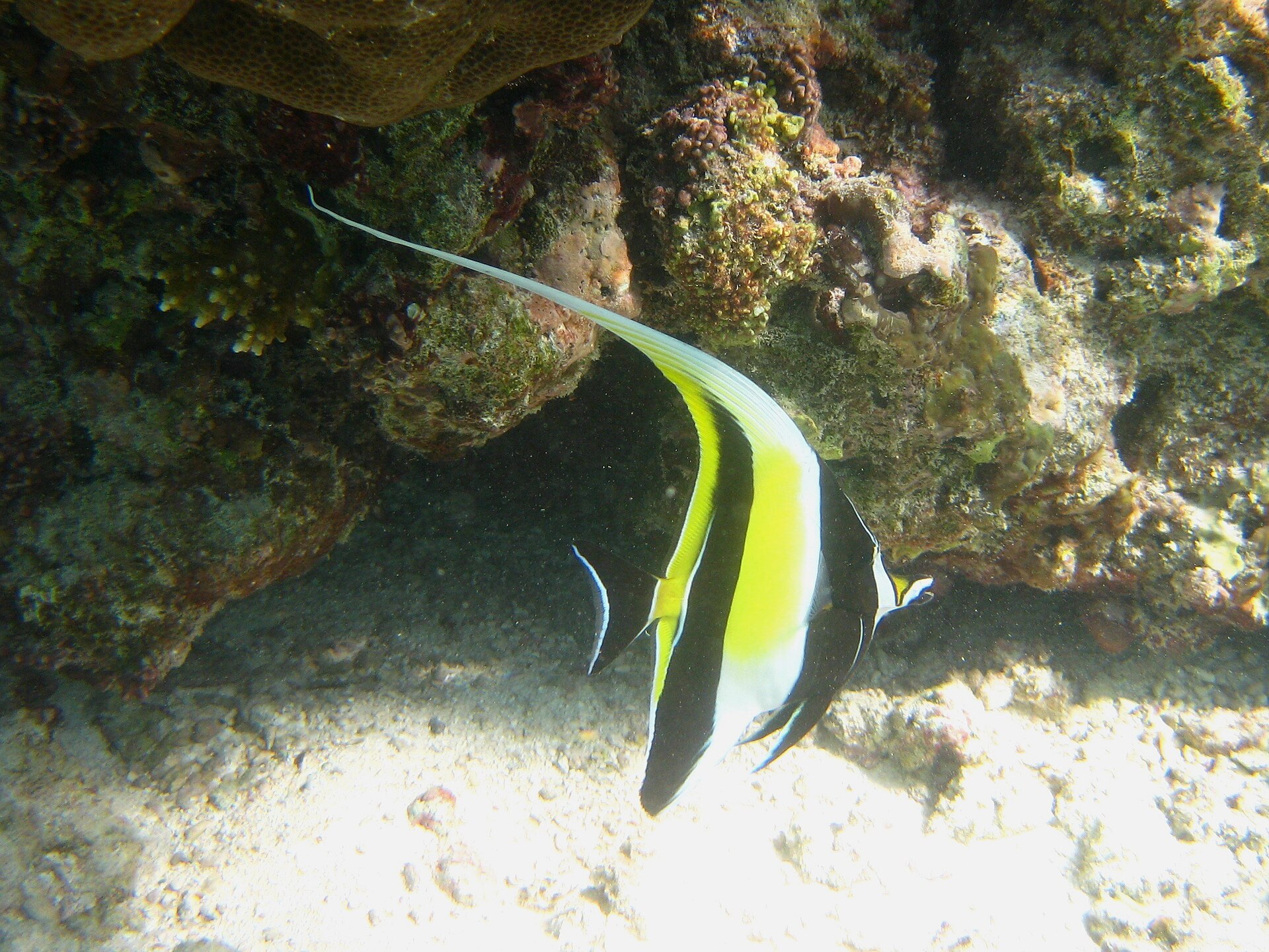 Idole maure (Zanclus cornutus)