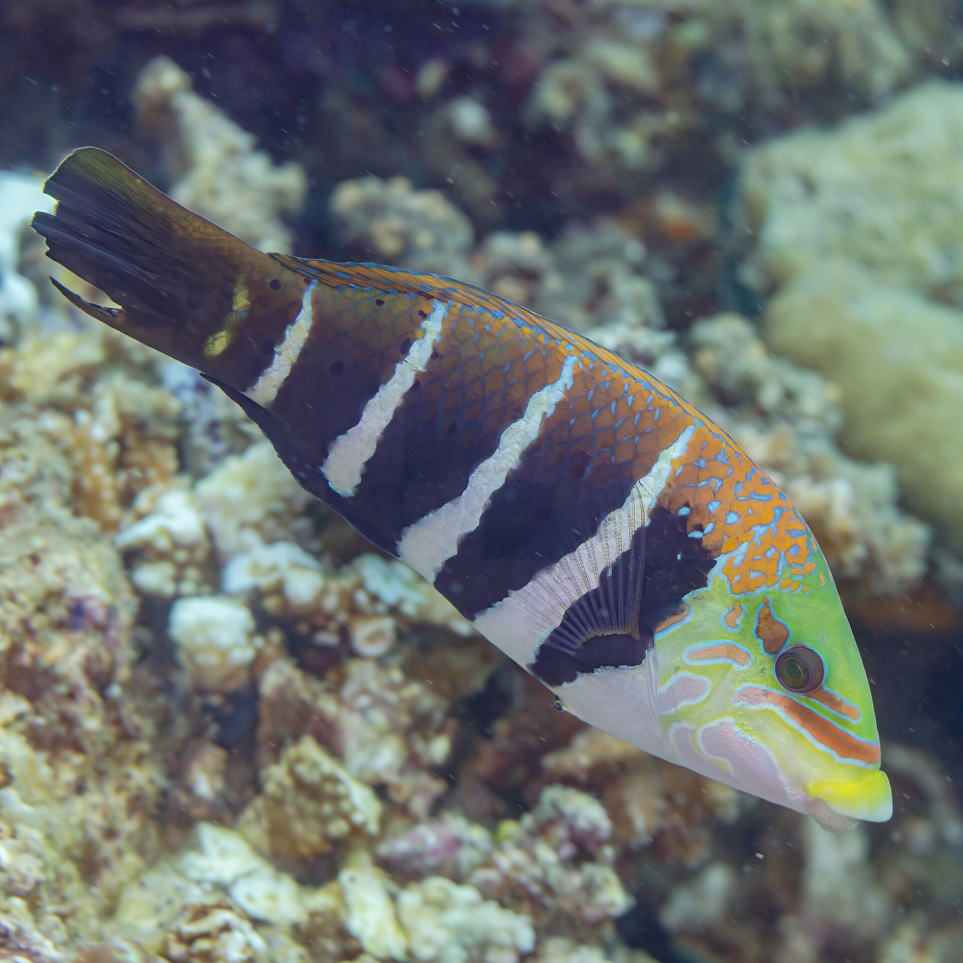 Labre à lèvres épaisses (Hemigymnus fasciatus)