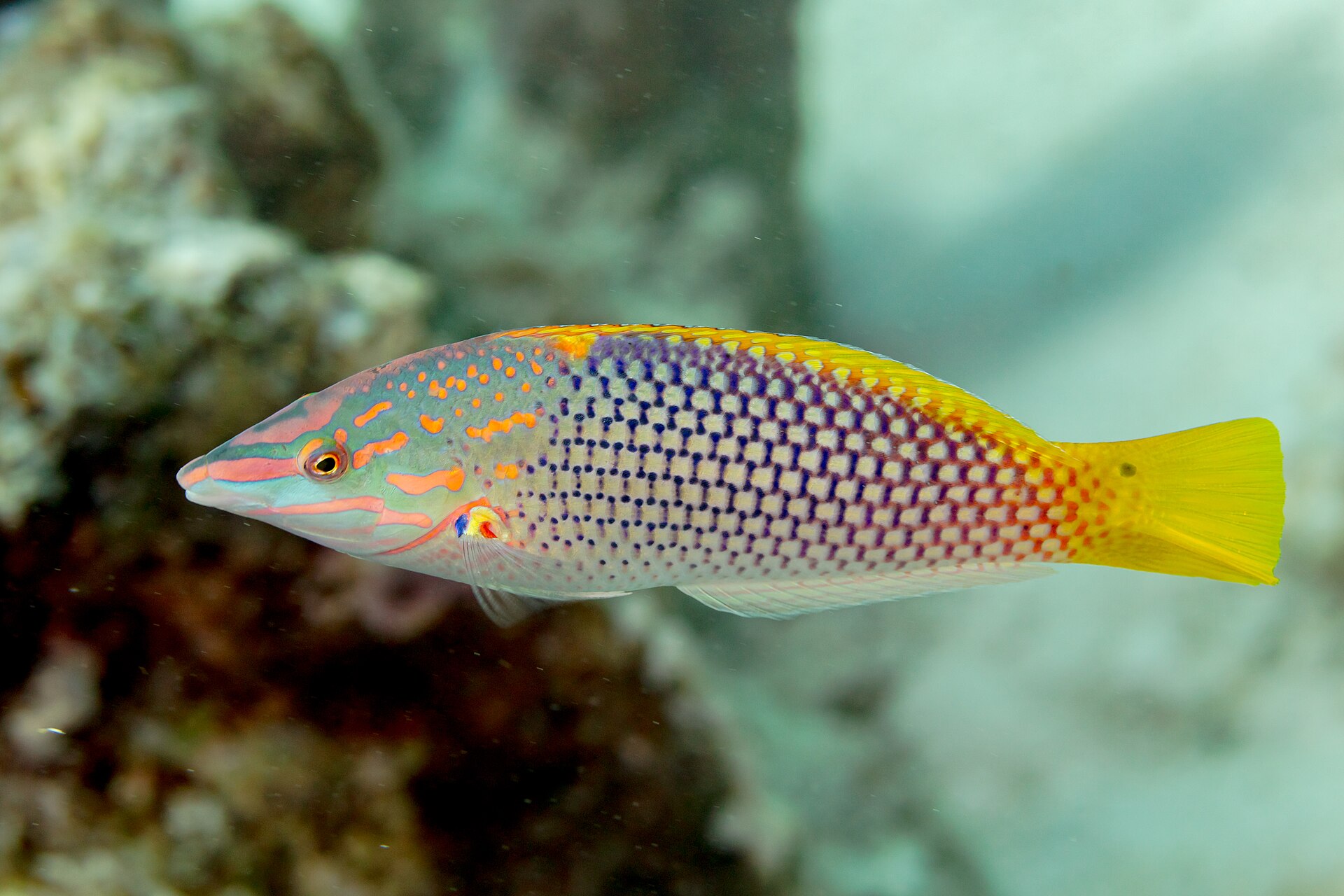Labre échiquier (Halichoeres hortulanus)