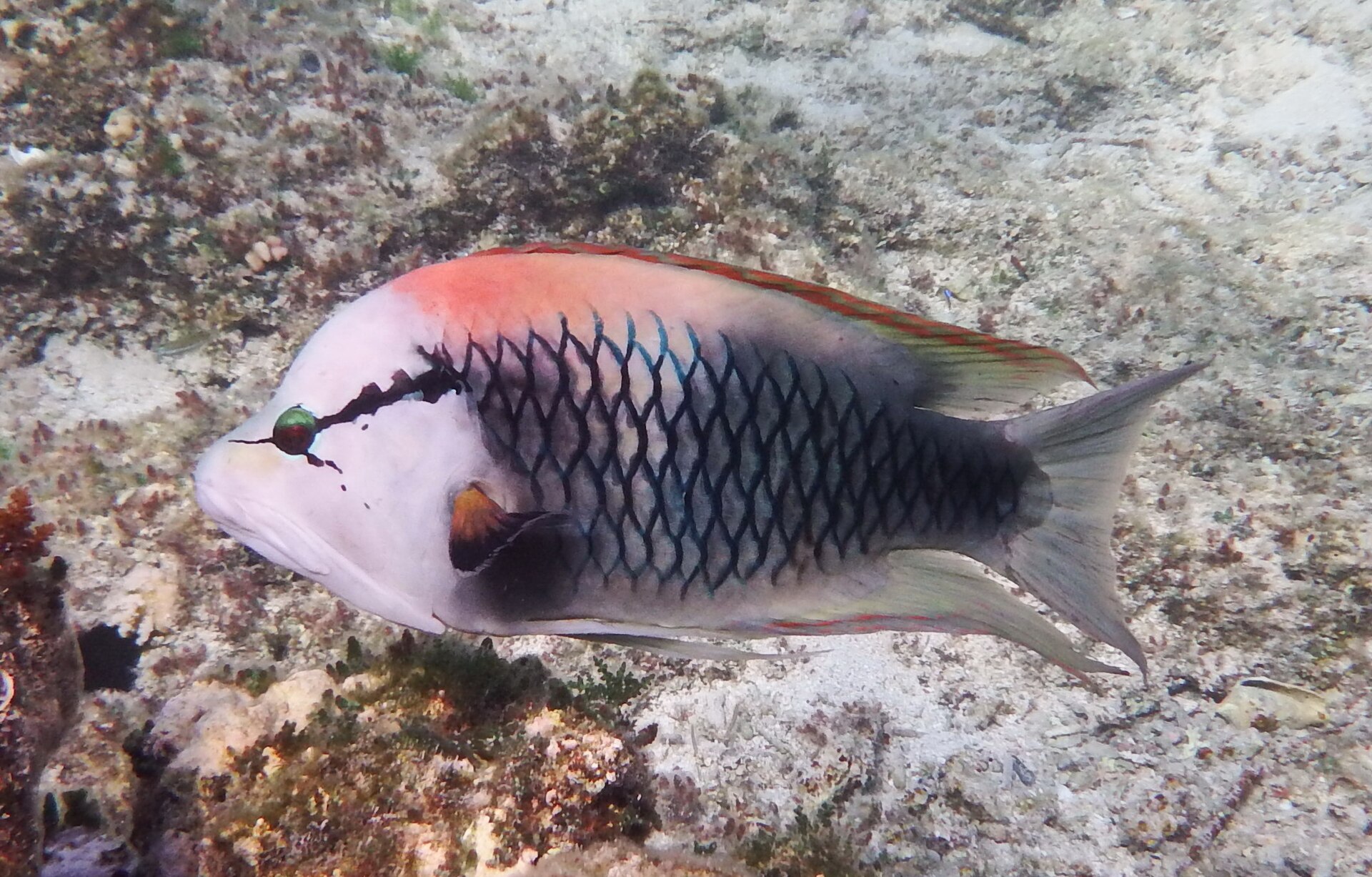 Labre long museau (Epibulus insidiator)