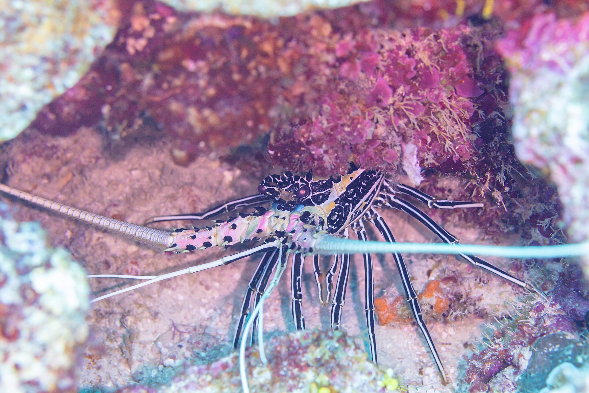 Painted spiny lobster (Panulirus versicolor)
