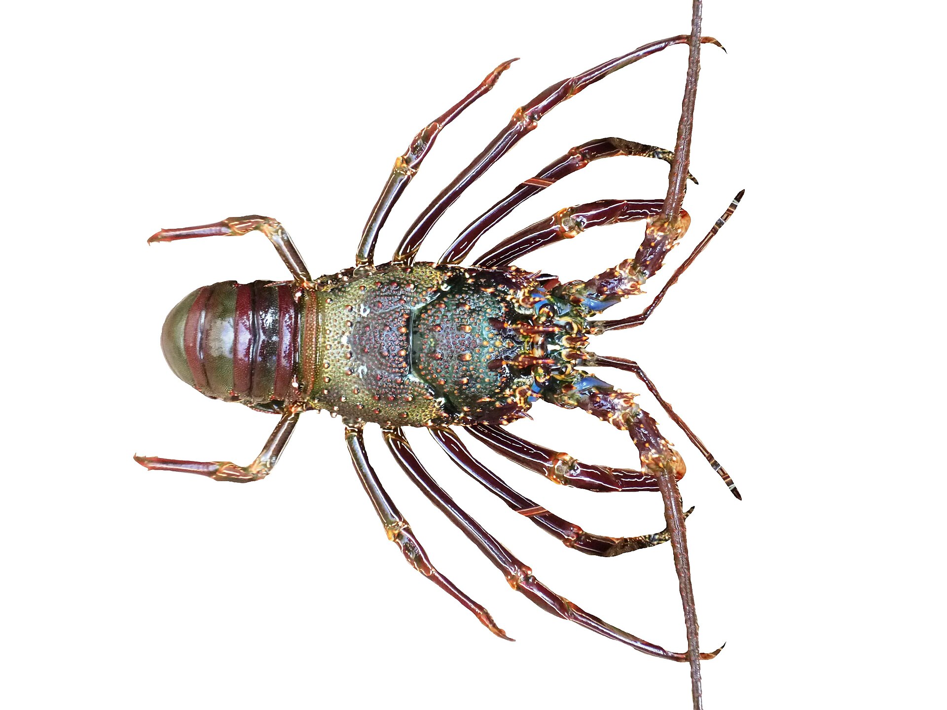 Pronghorn spiny lobster (Panulirus penicillatus)