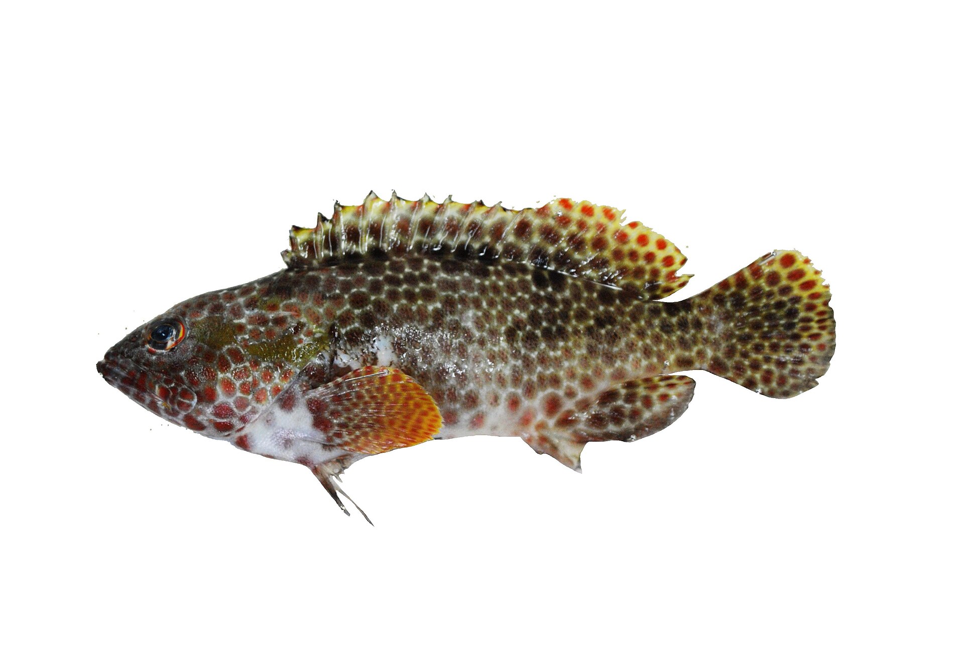 Loche à hexagones (Epinephelus hexagonatus)