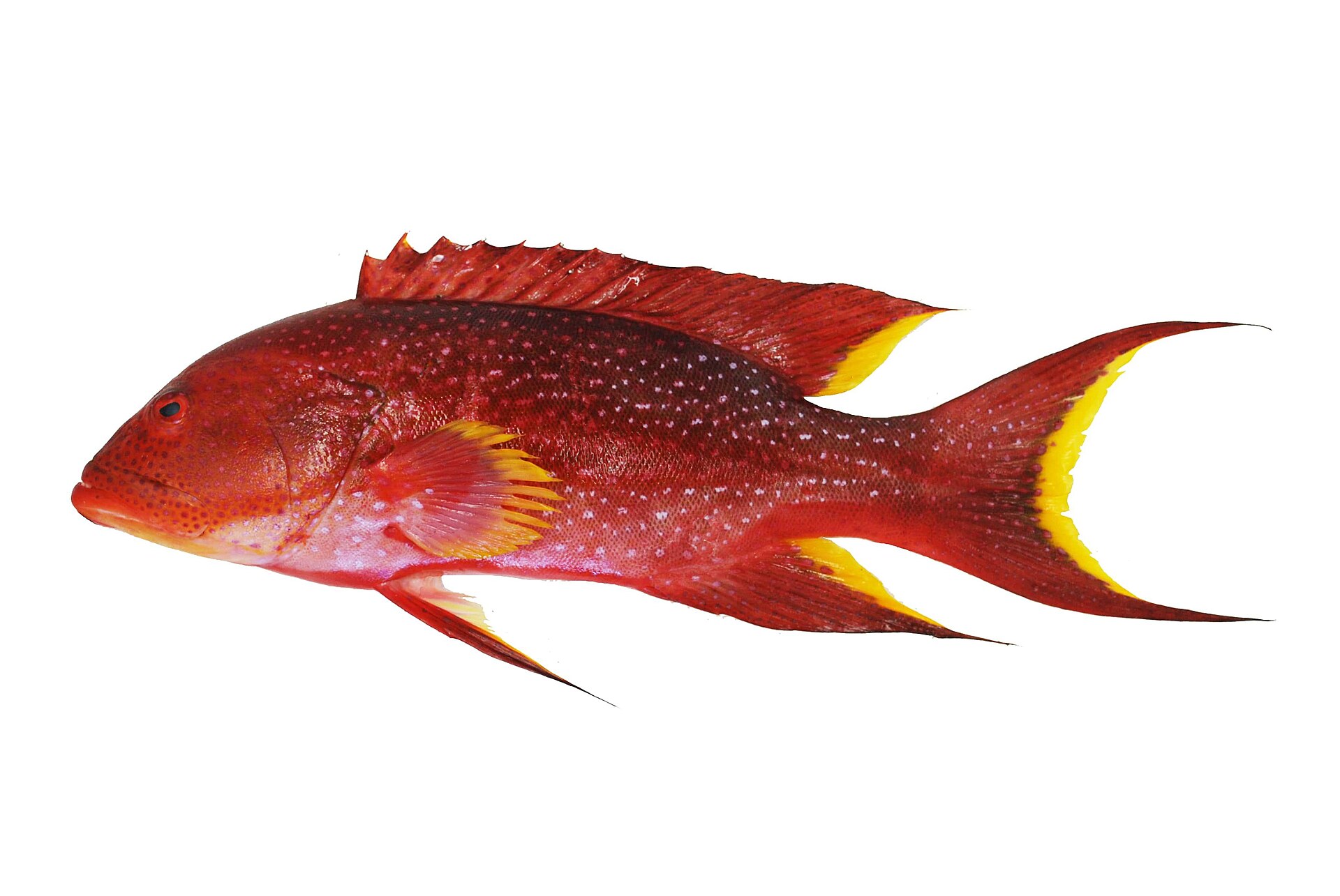 Loche cameleon (Variola louti)