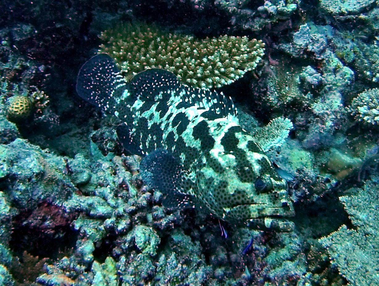 Loche marbrée (Epinephelus polyphekadion)