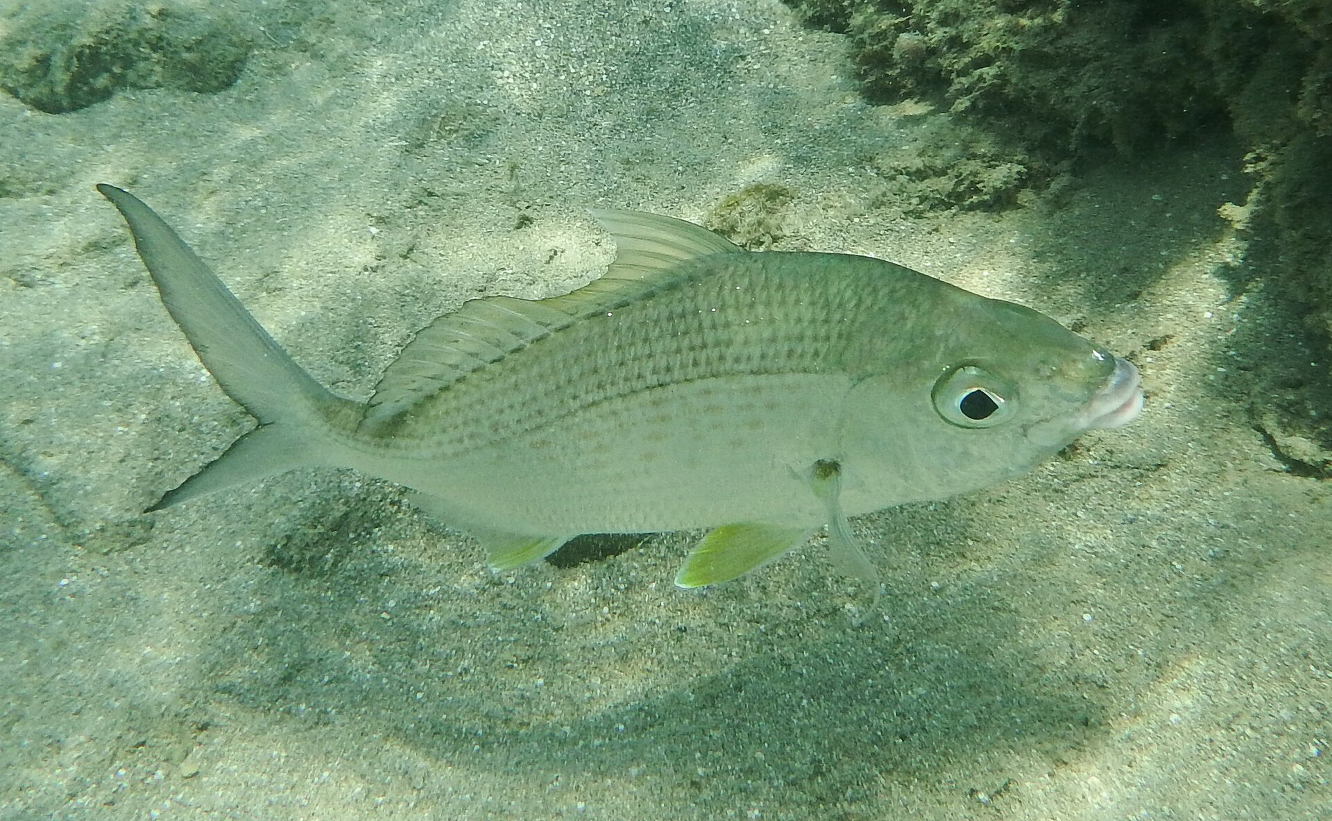 Lutjan rouge (Lutjanus bohar)