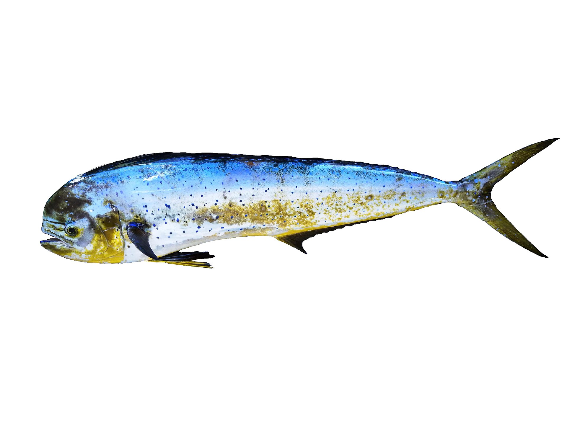 Mahi-mahi (Coryphaena hippurus)