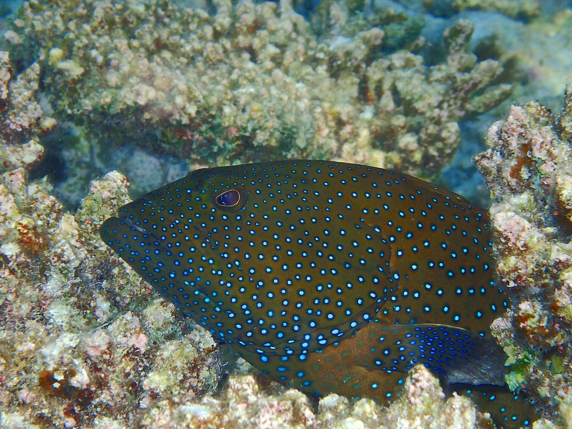 Mérou céleste (Cephalopholis argus)