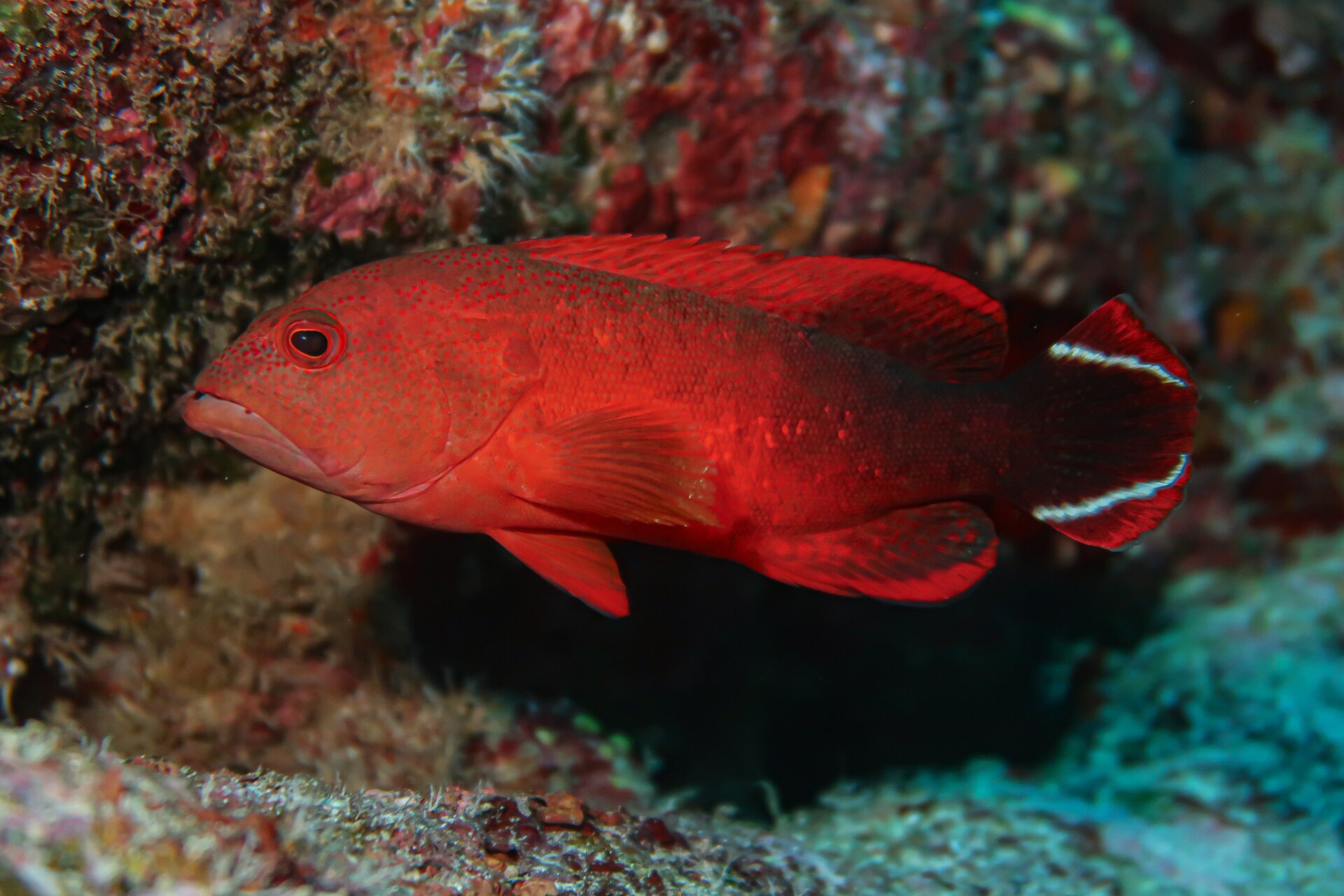 Mérou drapeau (Cephalopholis urodeta)