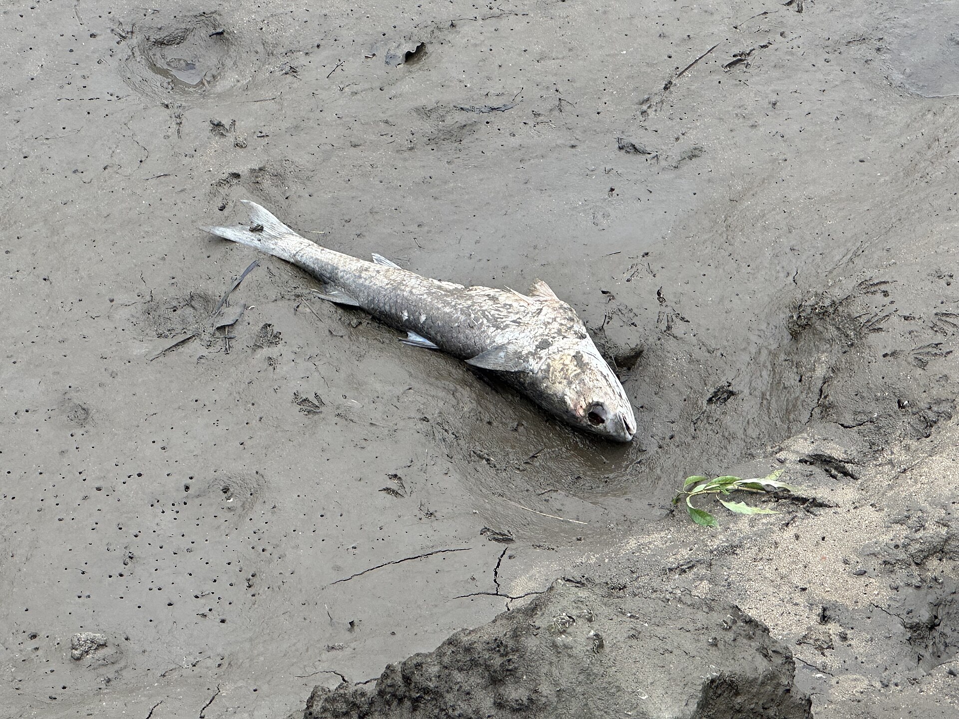 Mulet (Mugil cephalus)