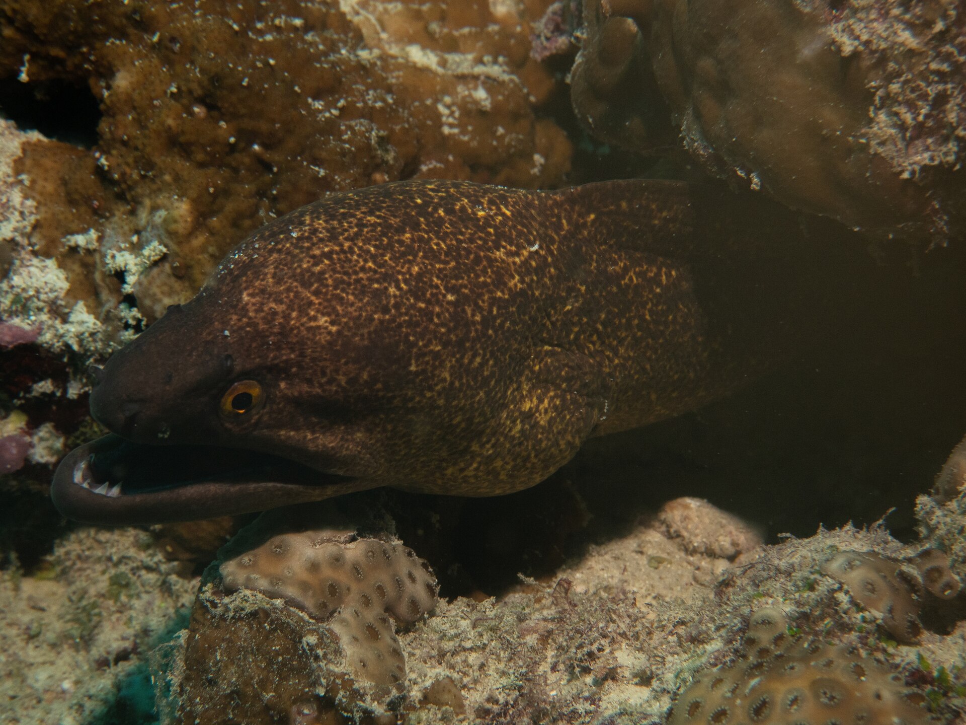Murène à tache noire (Gymnothorax flavimarginatus)