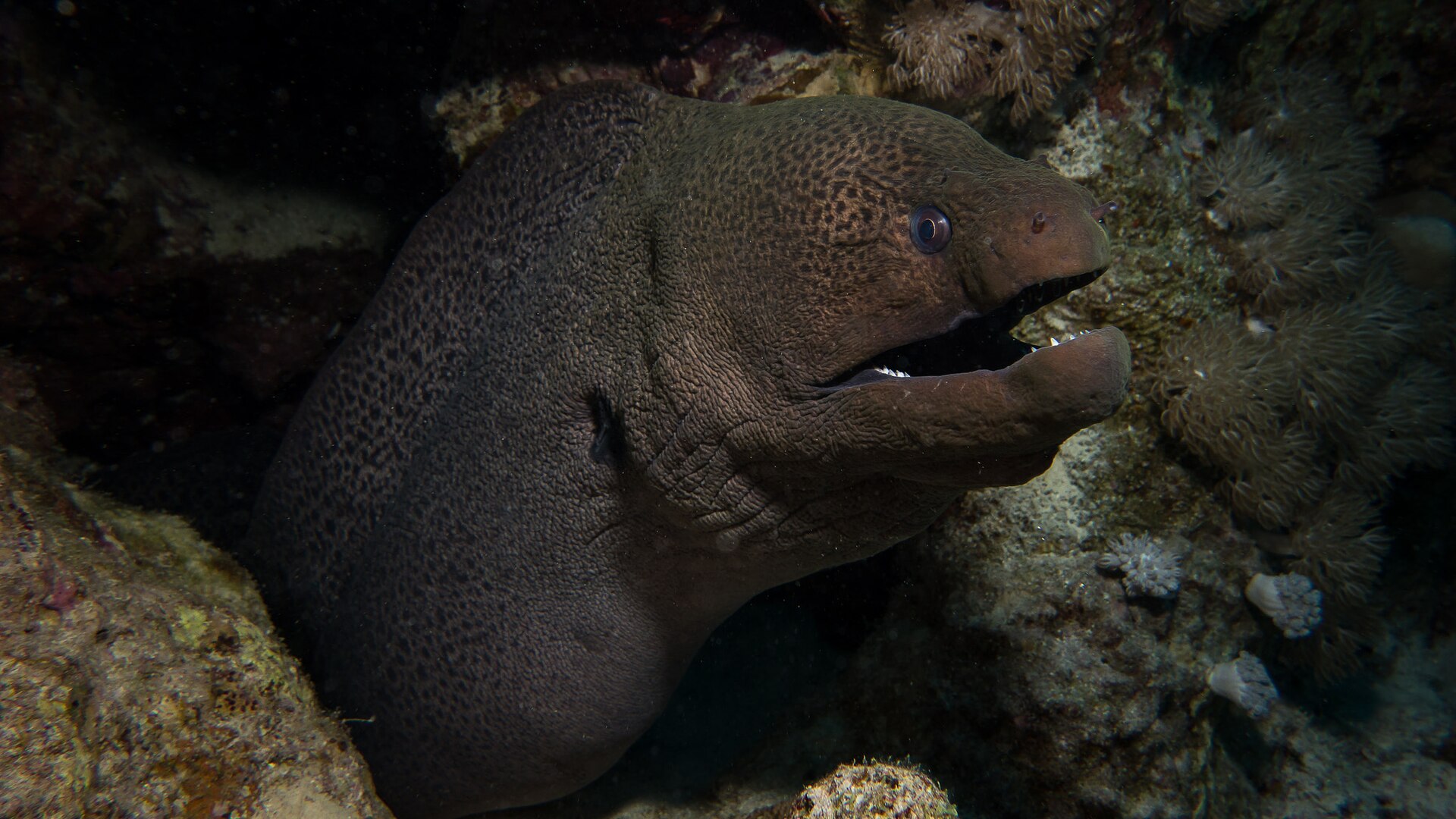 Murène javanaise (Gymnothorax javanicus)