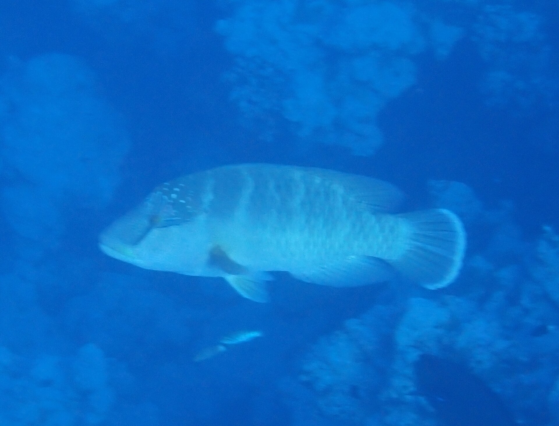 Napoléon (Cheilinus undulatus)