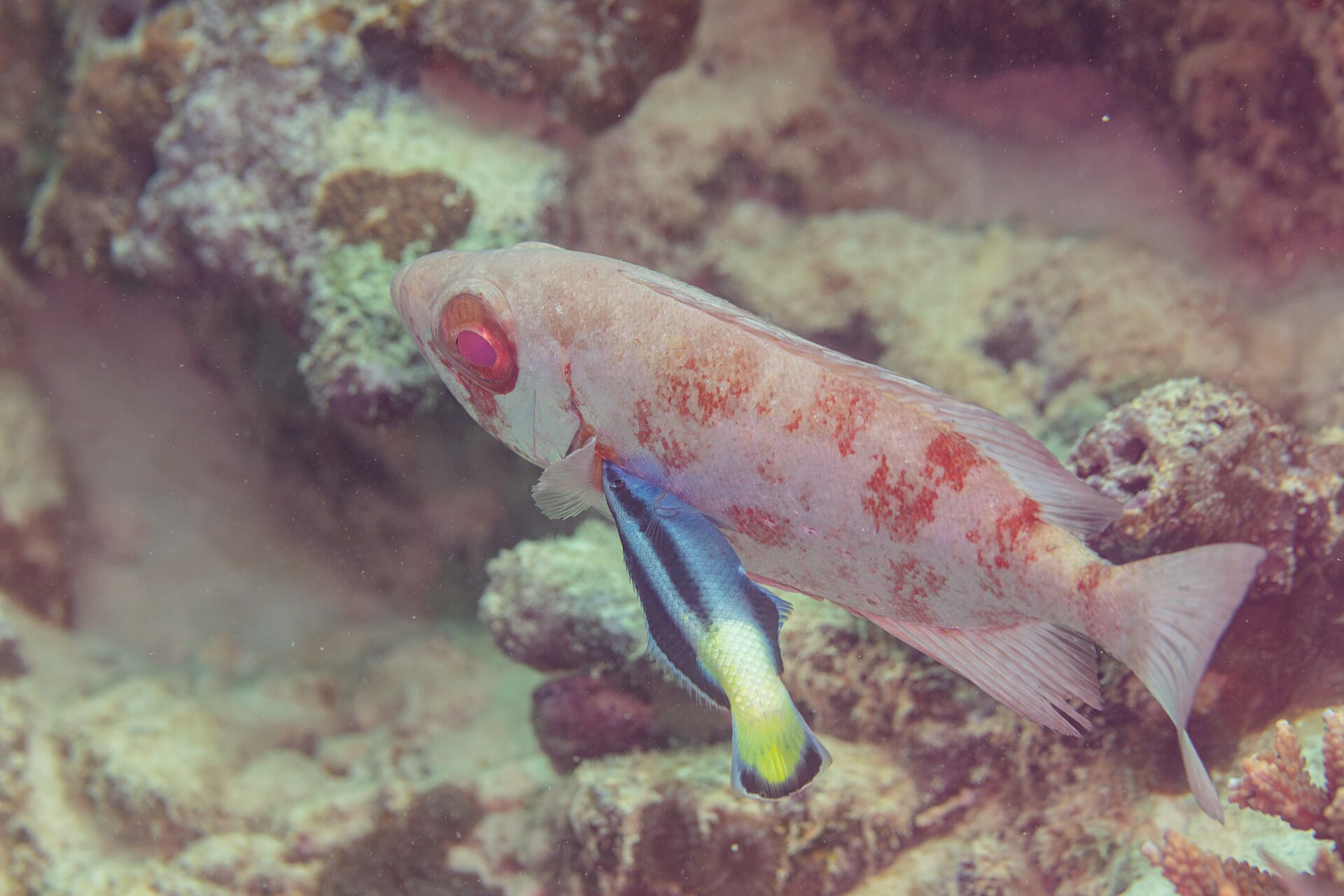 Nettoyeur bicolore (Labroides bicolor)