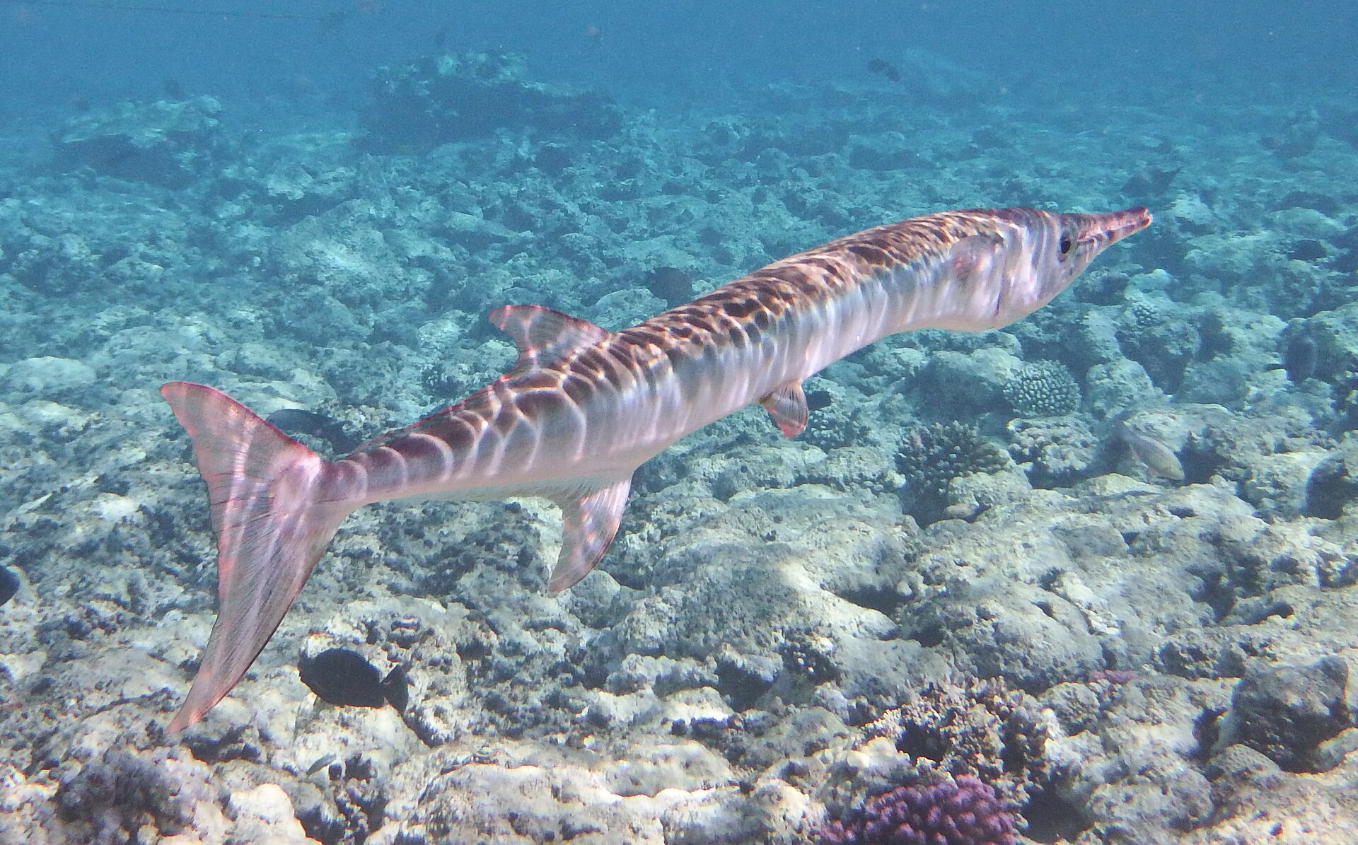 Orphie crocodile (Tylosurus crocodilus)