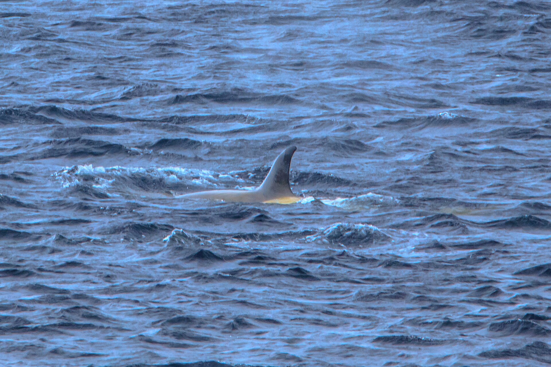 Killer whale (Orcinus orca)