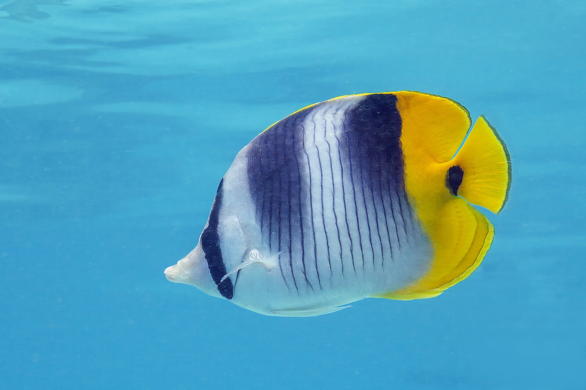 Papillon à deux selles (Chaetodon ulietensis)