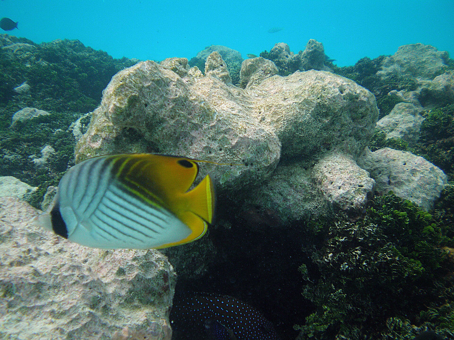 Papillon à filament (Chaetodon auriga)