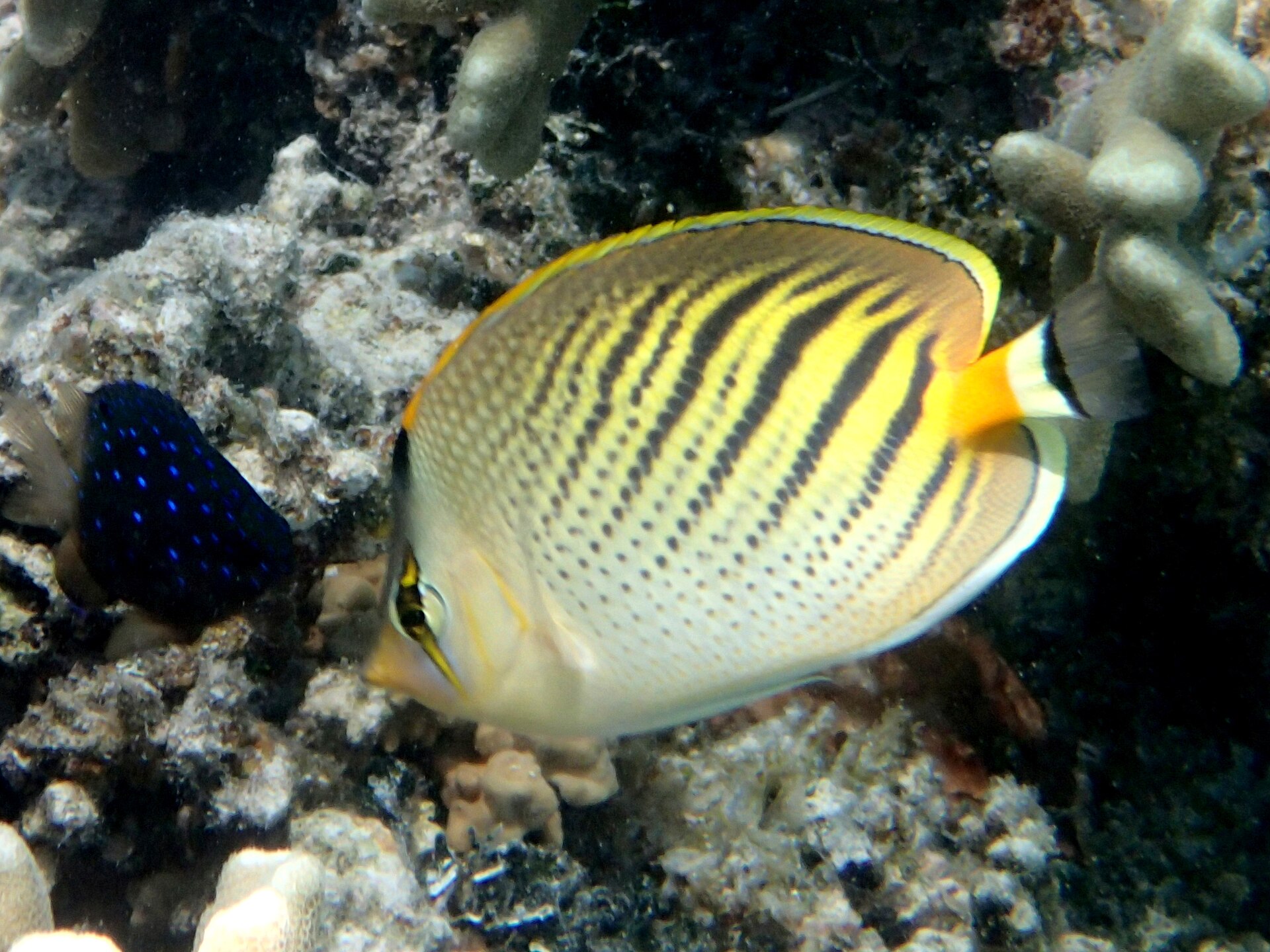 Papillon à points-tirets (Chaetodon pelewensis)