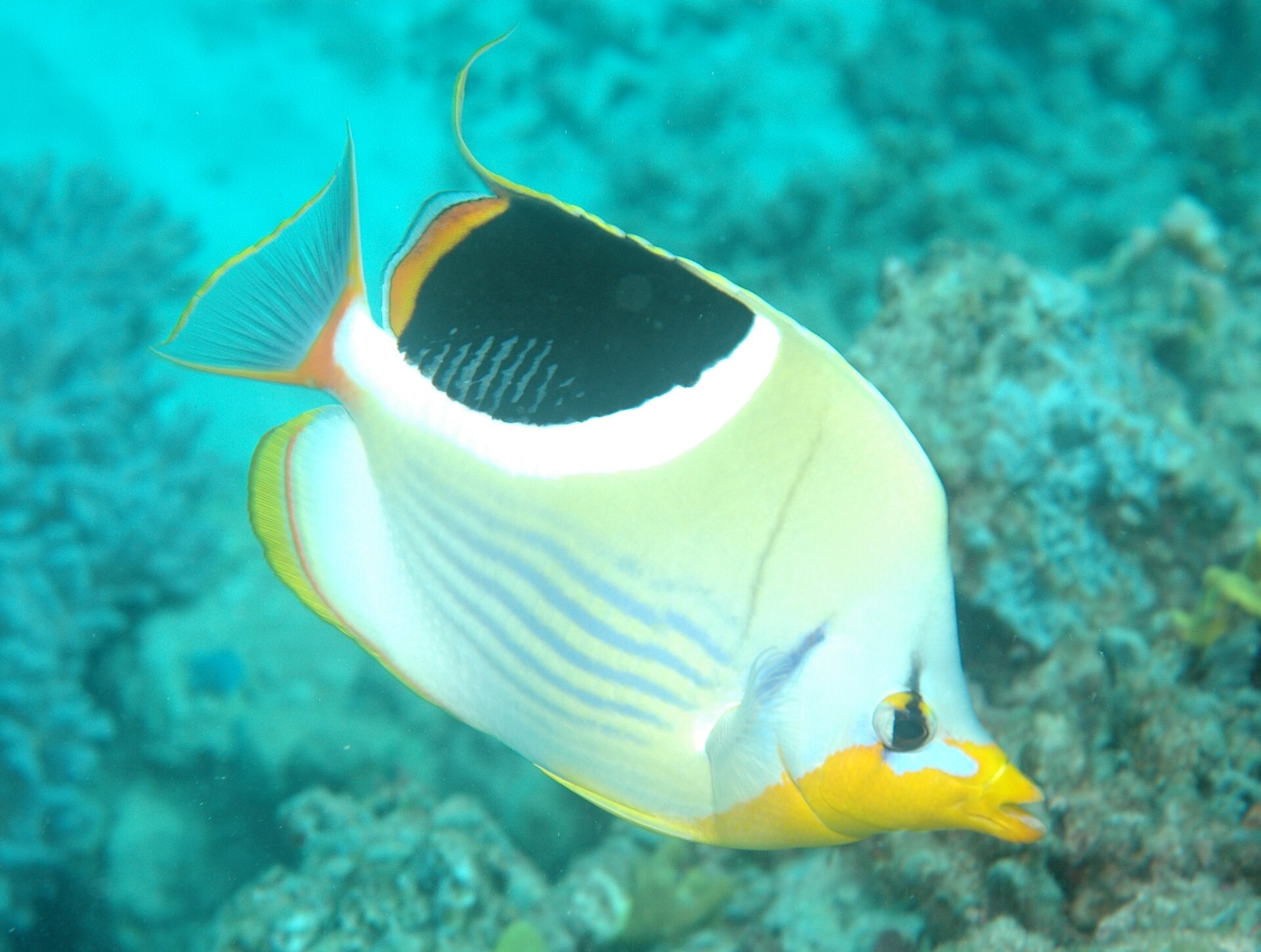 Papillon à selle noire (Chaetodon ephippium)