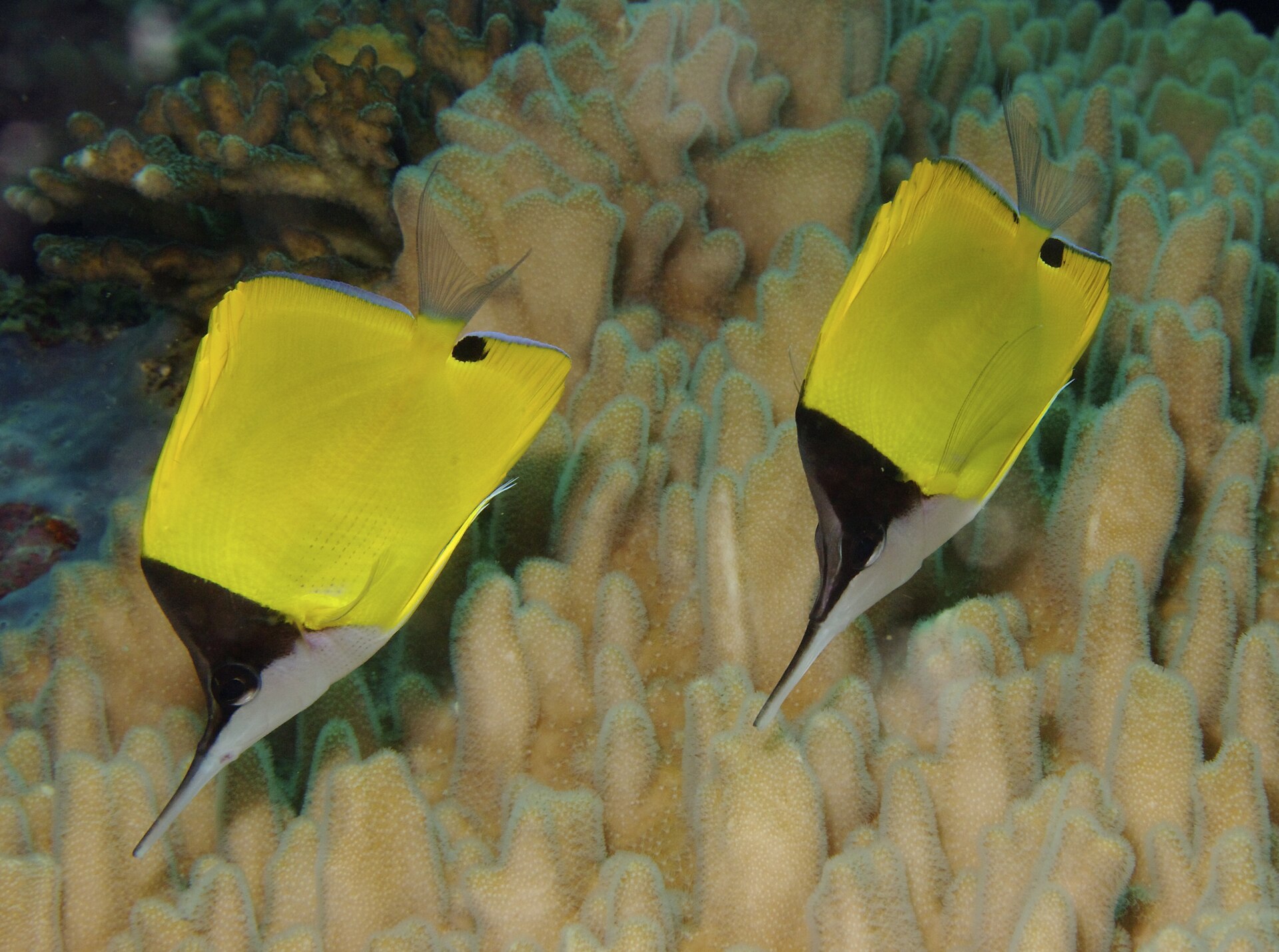 Papillon long bec (Forcipiger flavissimus)