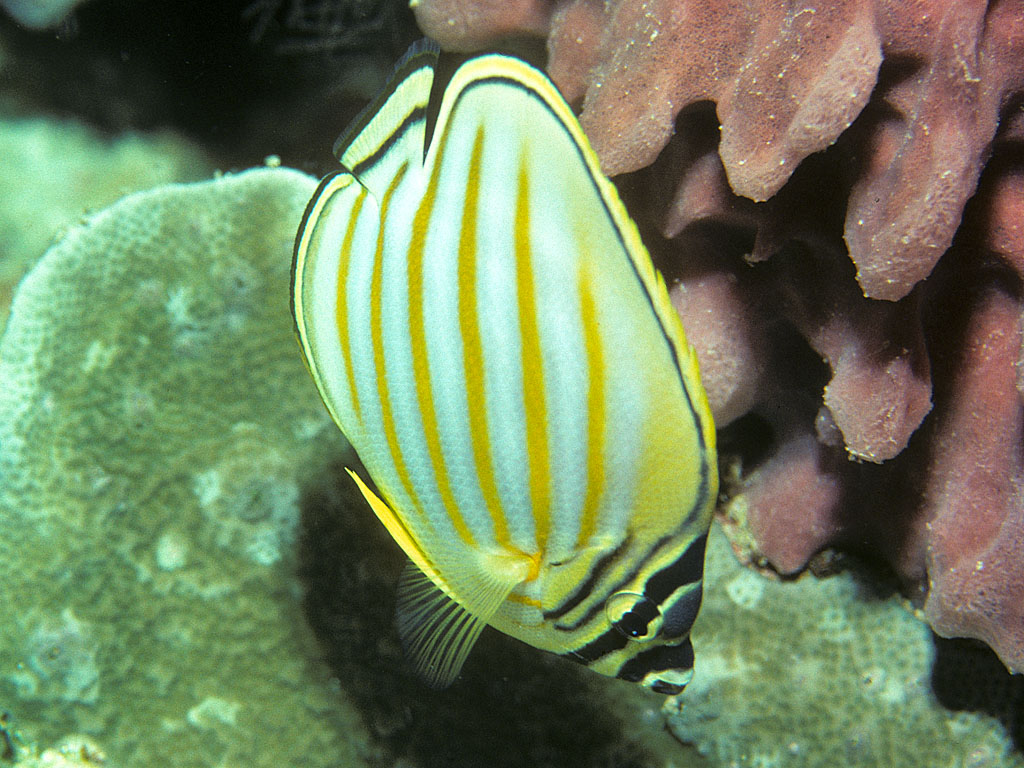 Papillon orné (Chaetodon ornatissimus)