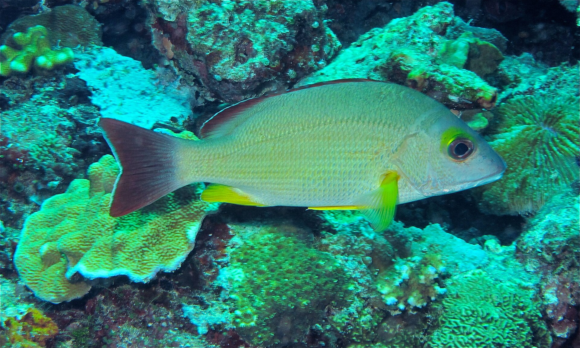 Perche à bords jaunes (Lutjanus fulvus)