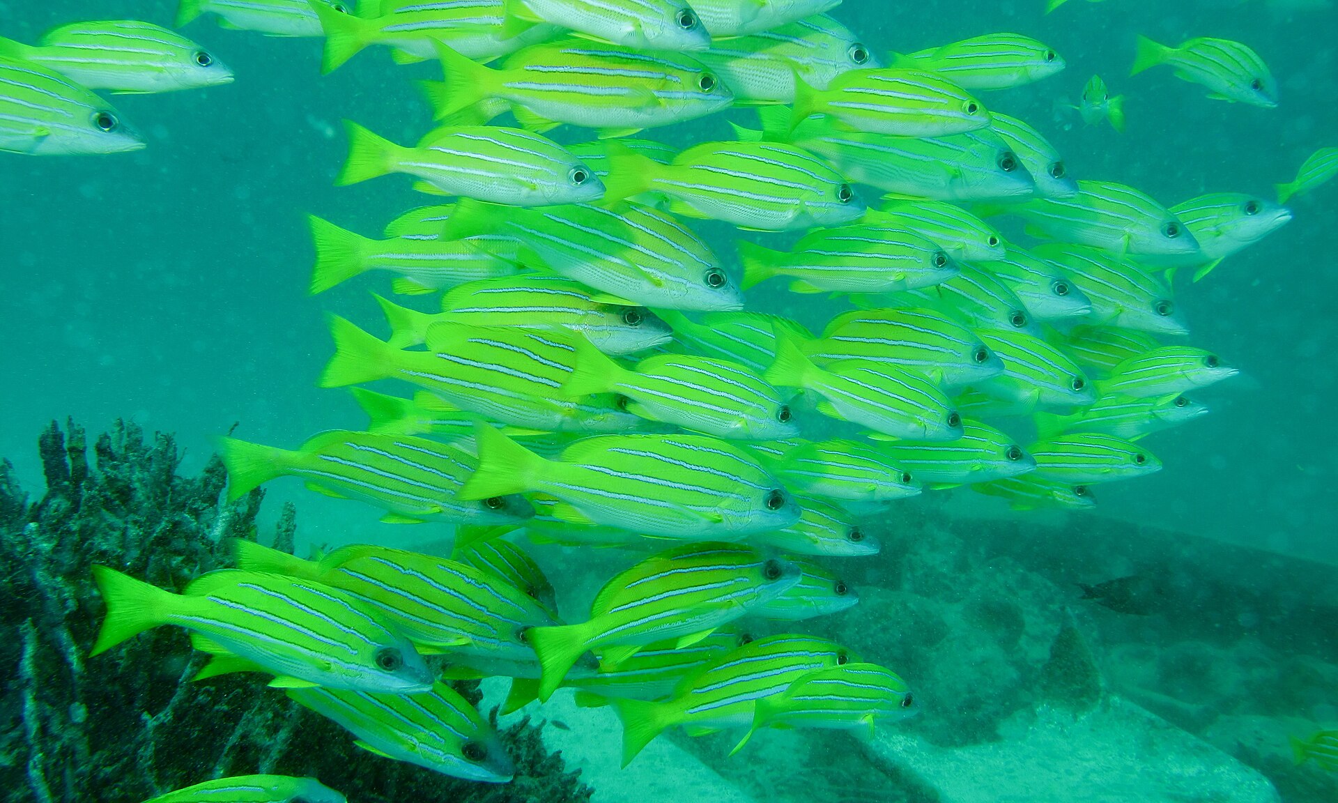 Perche à raies bleues (Lutjanus kasmira)