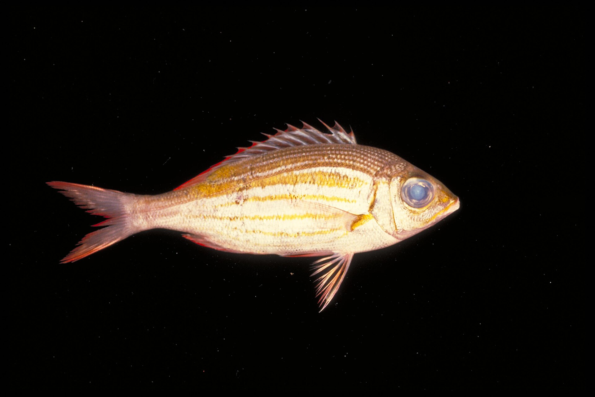 Perche d'or (Gnathodentex aureolineatus)