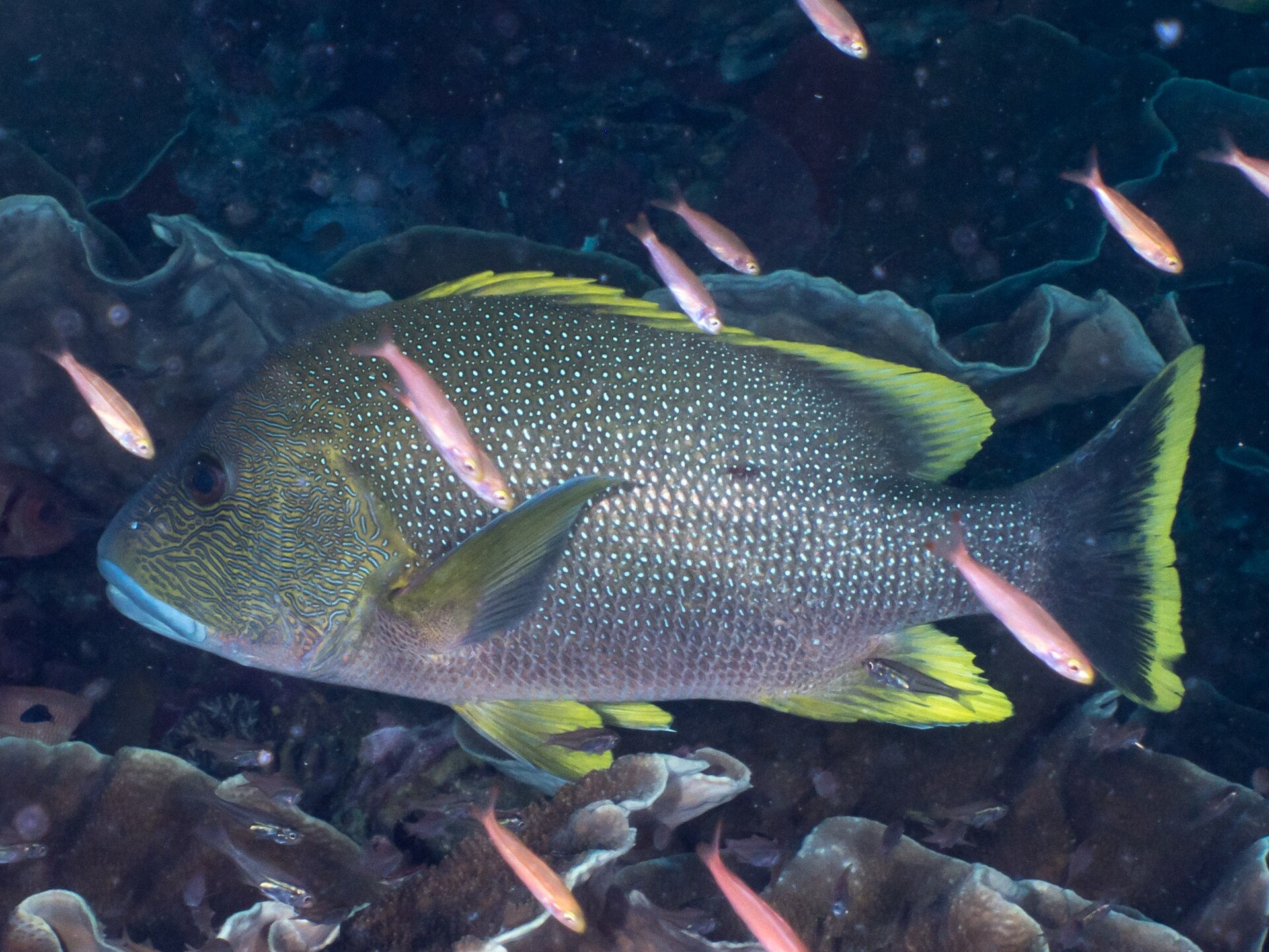 Perche maori (Lutjanus rivulatus)