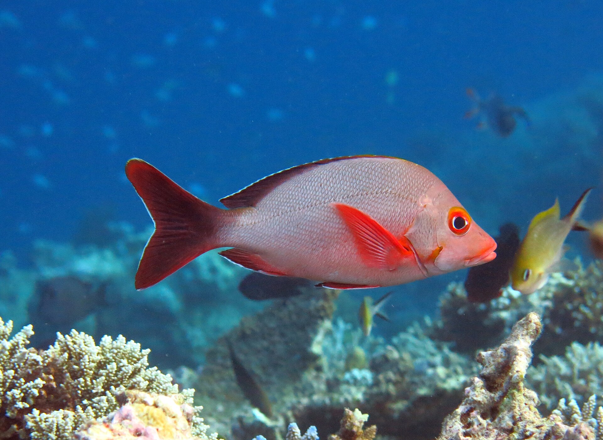 Perche pagaie (Lutjanus gibbus)