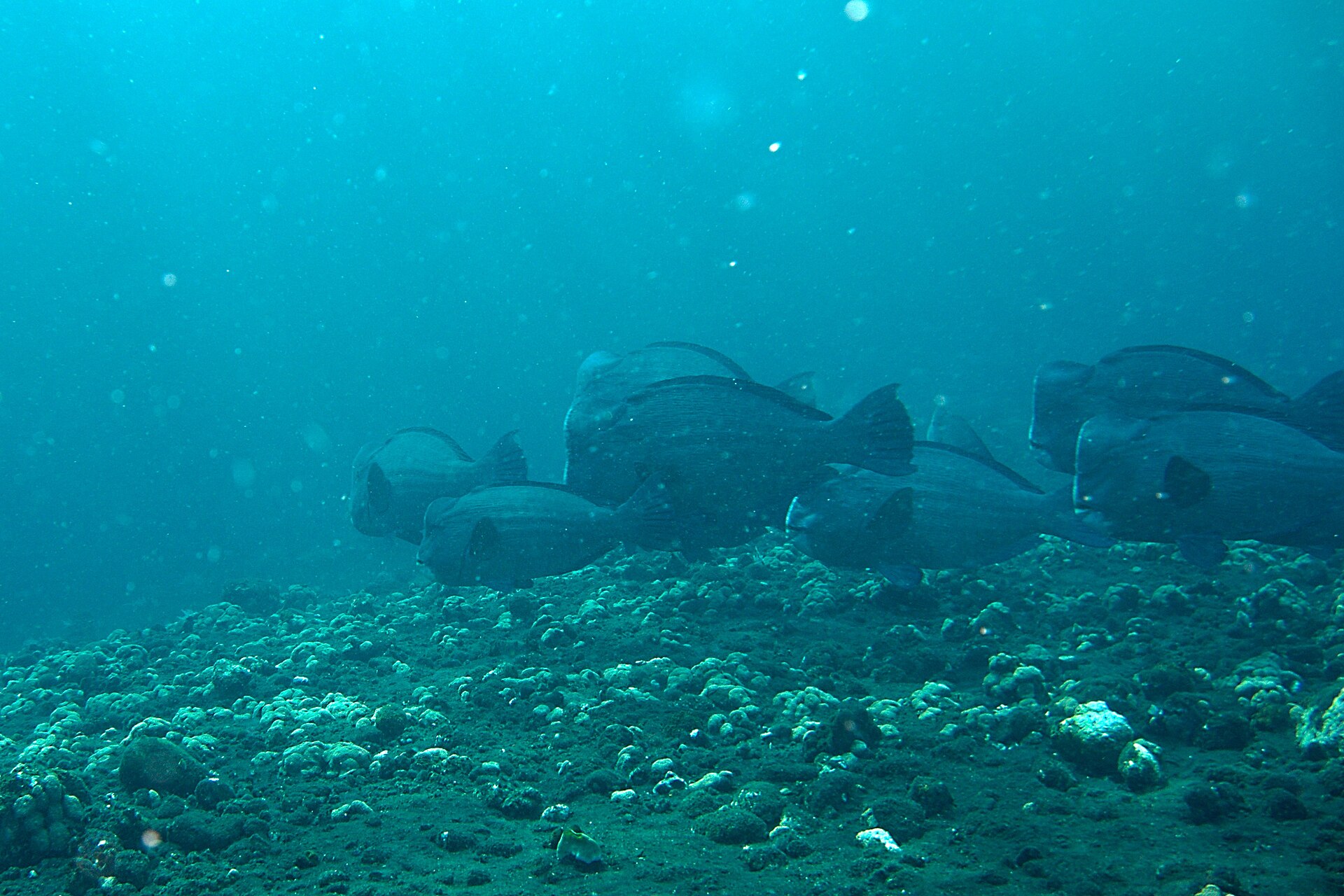 Perroquet à bosse (Bolbometopon muricatum)