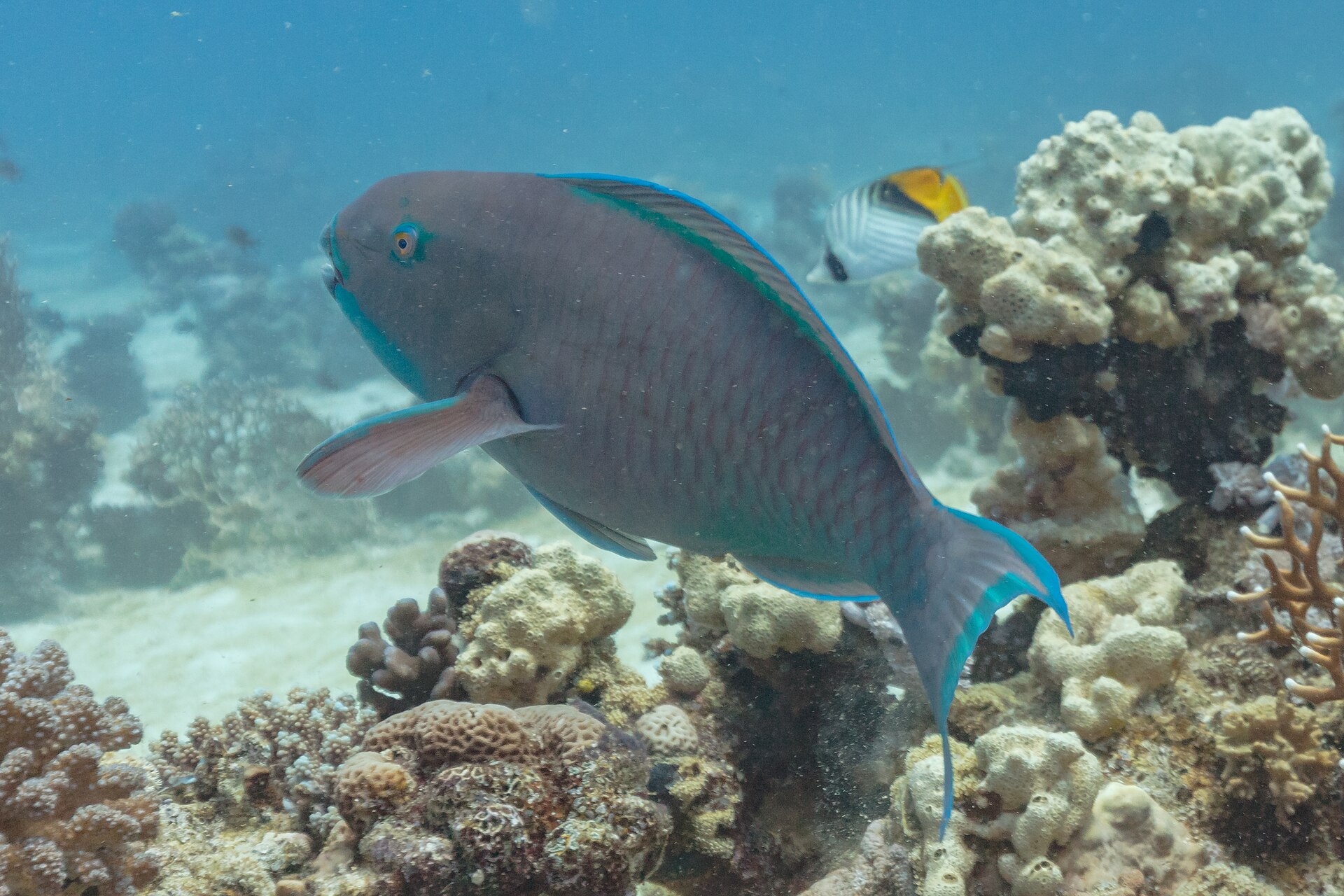 Perroquet grand bleu (Chlorurus microrhinos)
