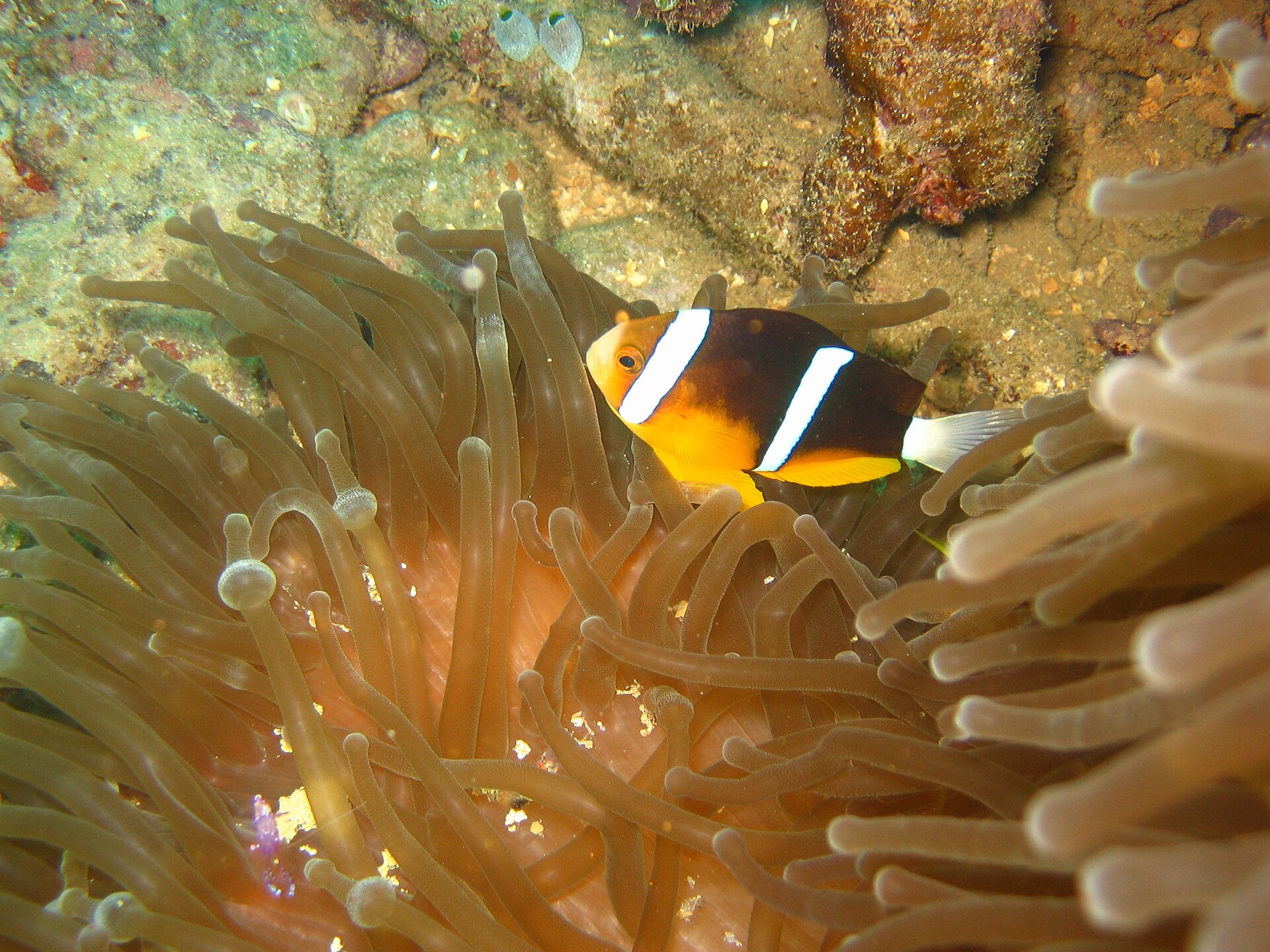 Poisson-clown à nageoires orange (Amphiprion chrysopterus)