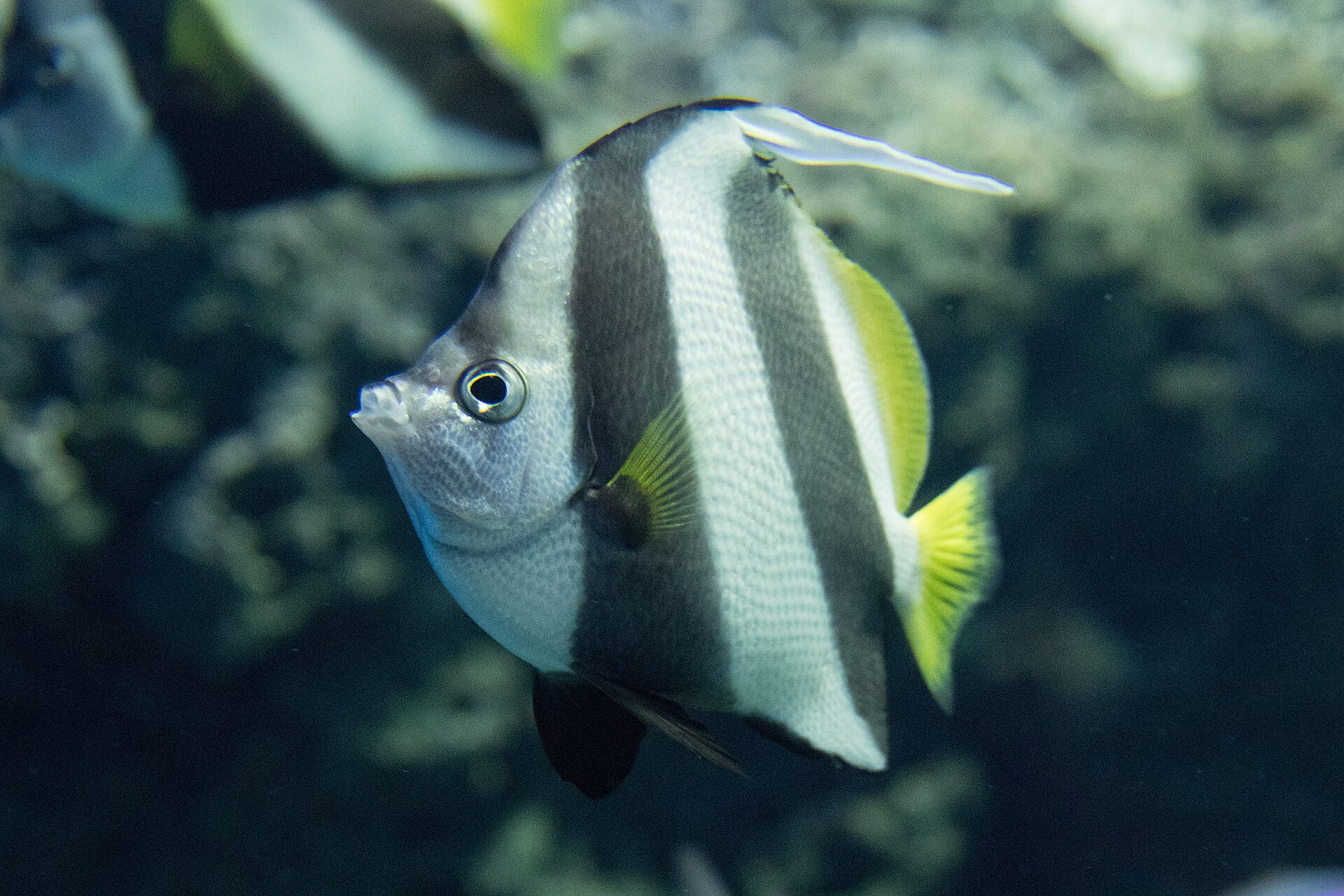 Poisson-cocher (Heniochus acuminatus)