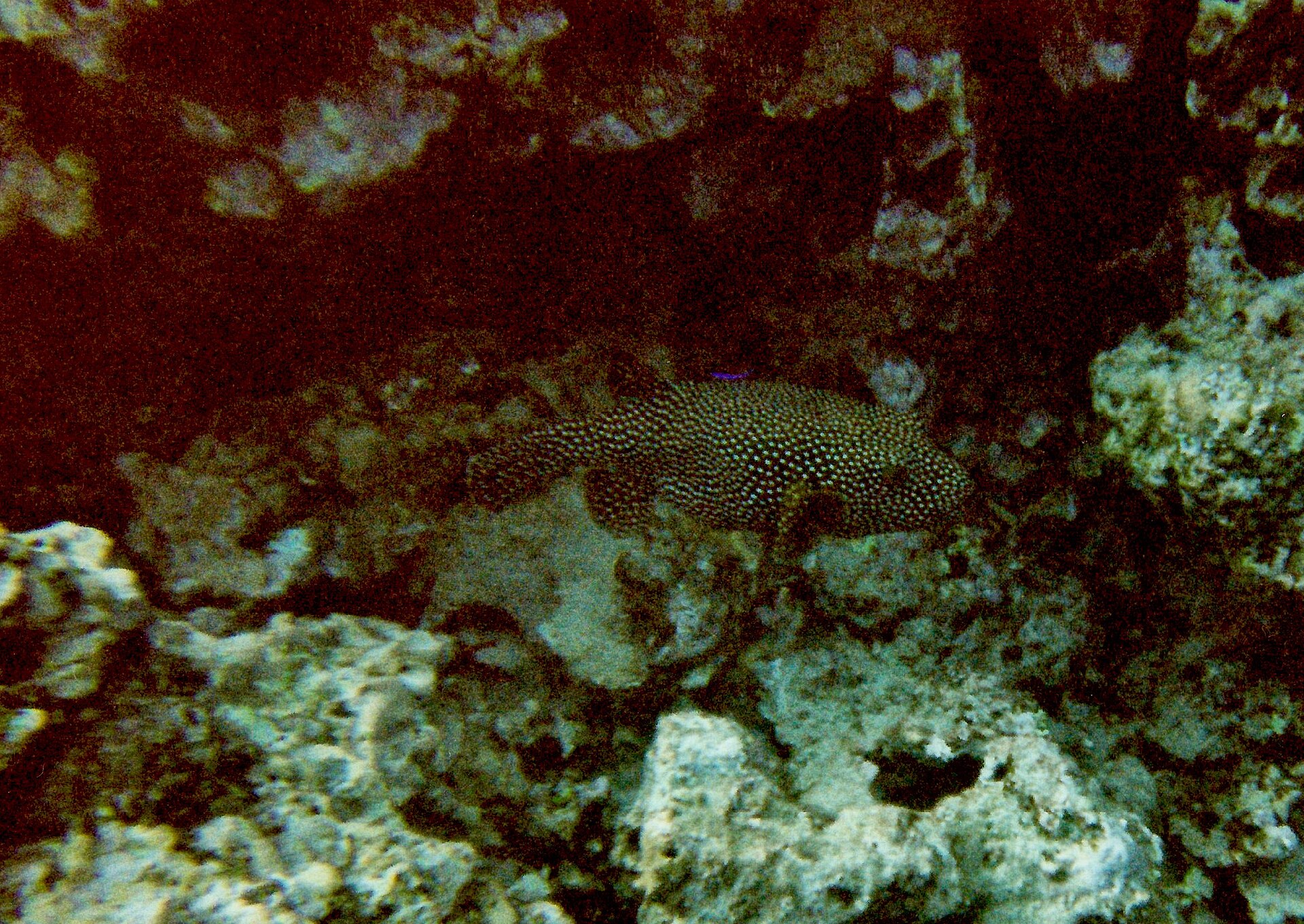 Poisson-coffre ponctué (Ostracion meleagris)