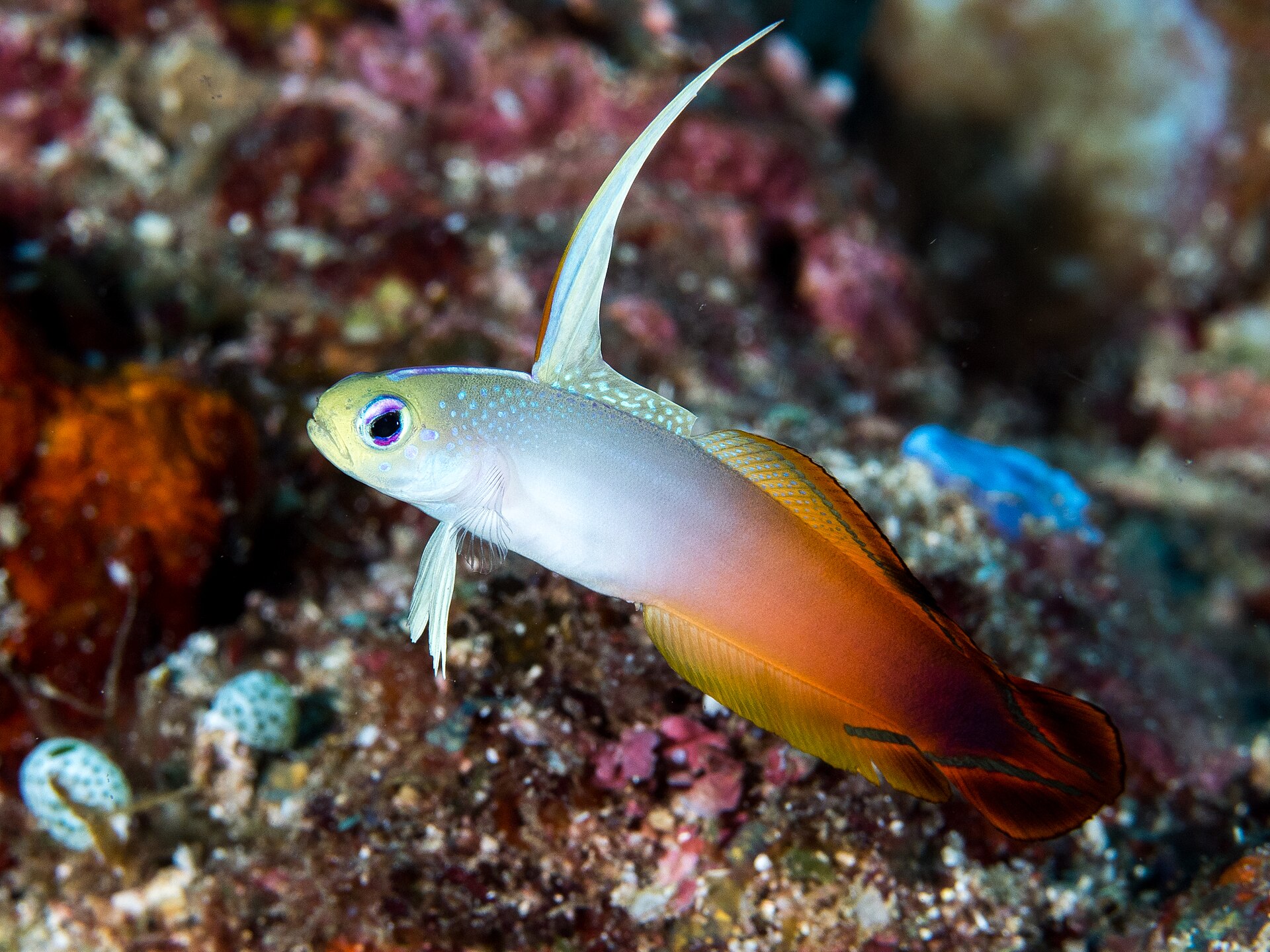 Poisson de feu (Nemateleotris magnifica)