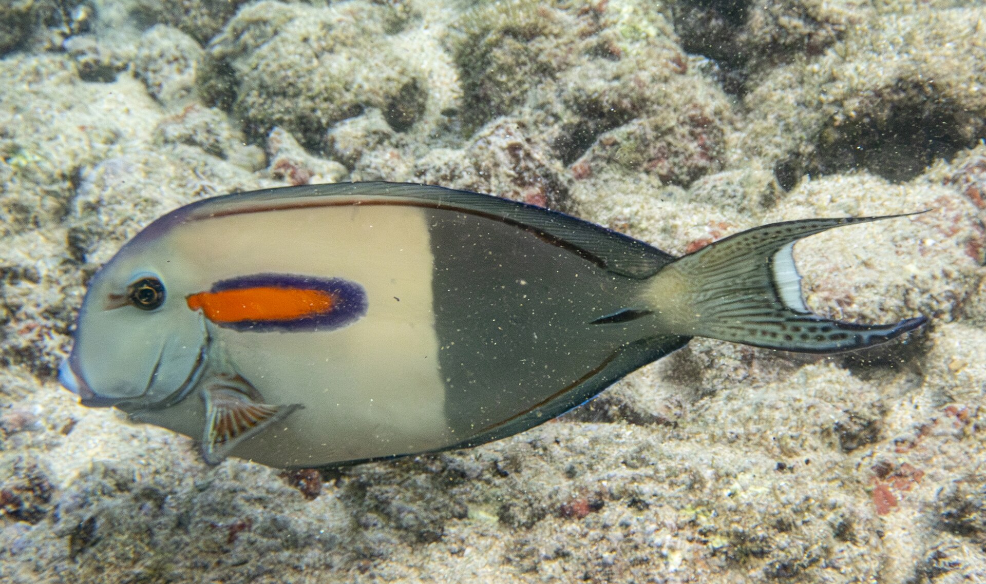 Poisson gendarme (Acanthurus olivaceus)