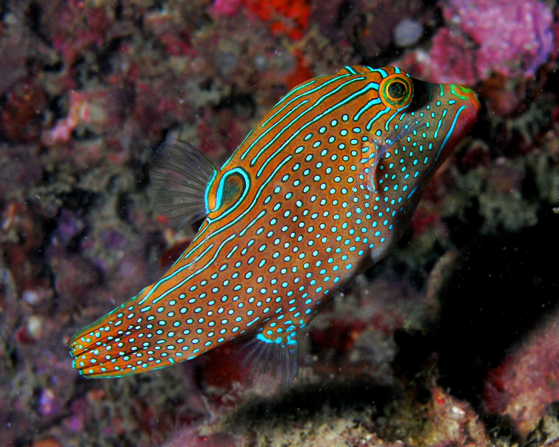 Poisson-globe à long nez (Canthigaster solandri)