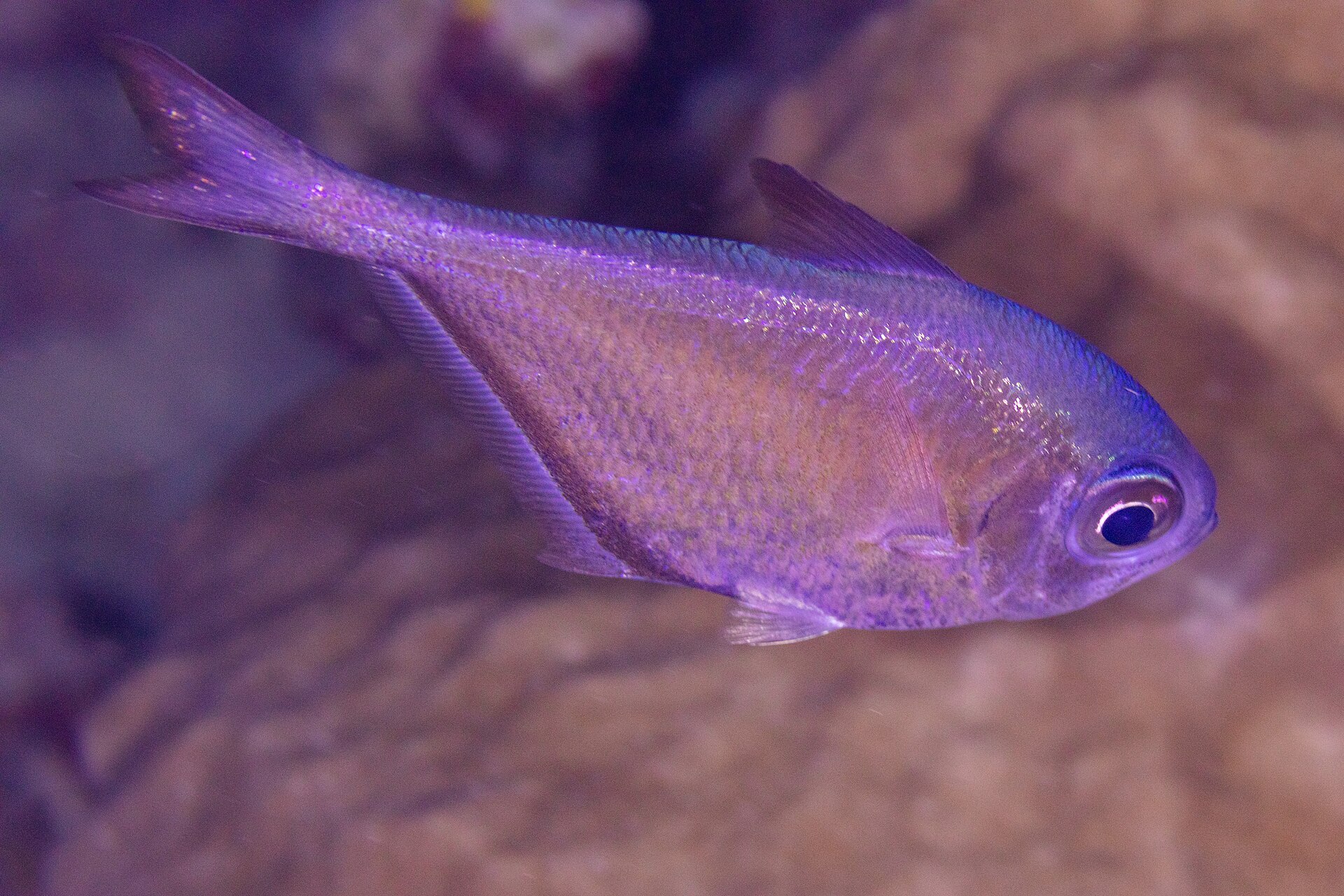 Poisson-harpe (Pempheris oualensis)
