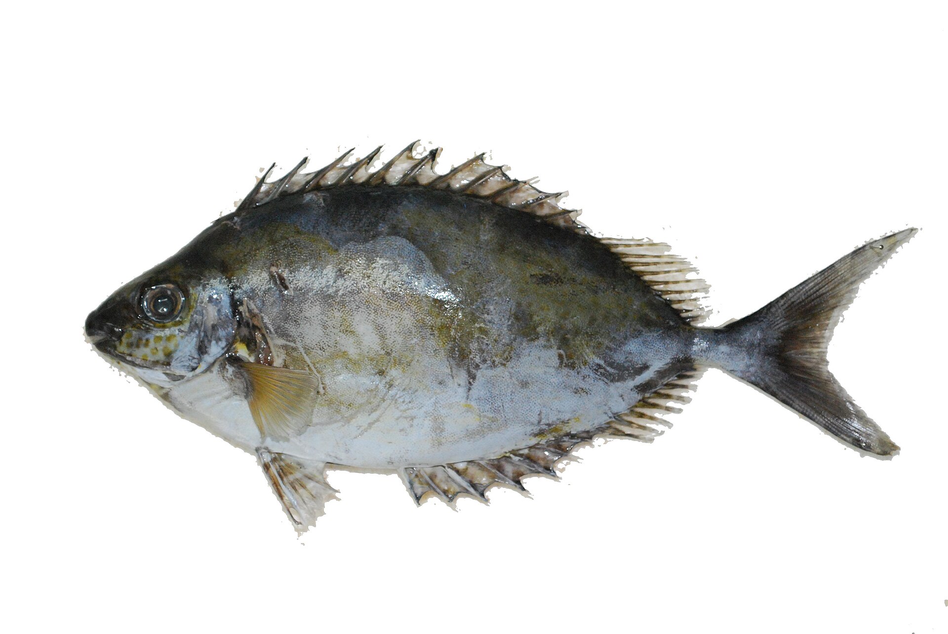 Poisson-lapin argenté (Siganus argenteus)