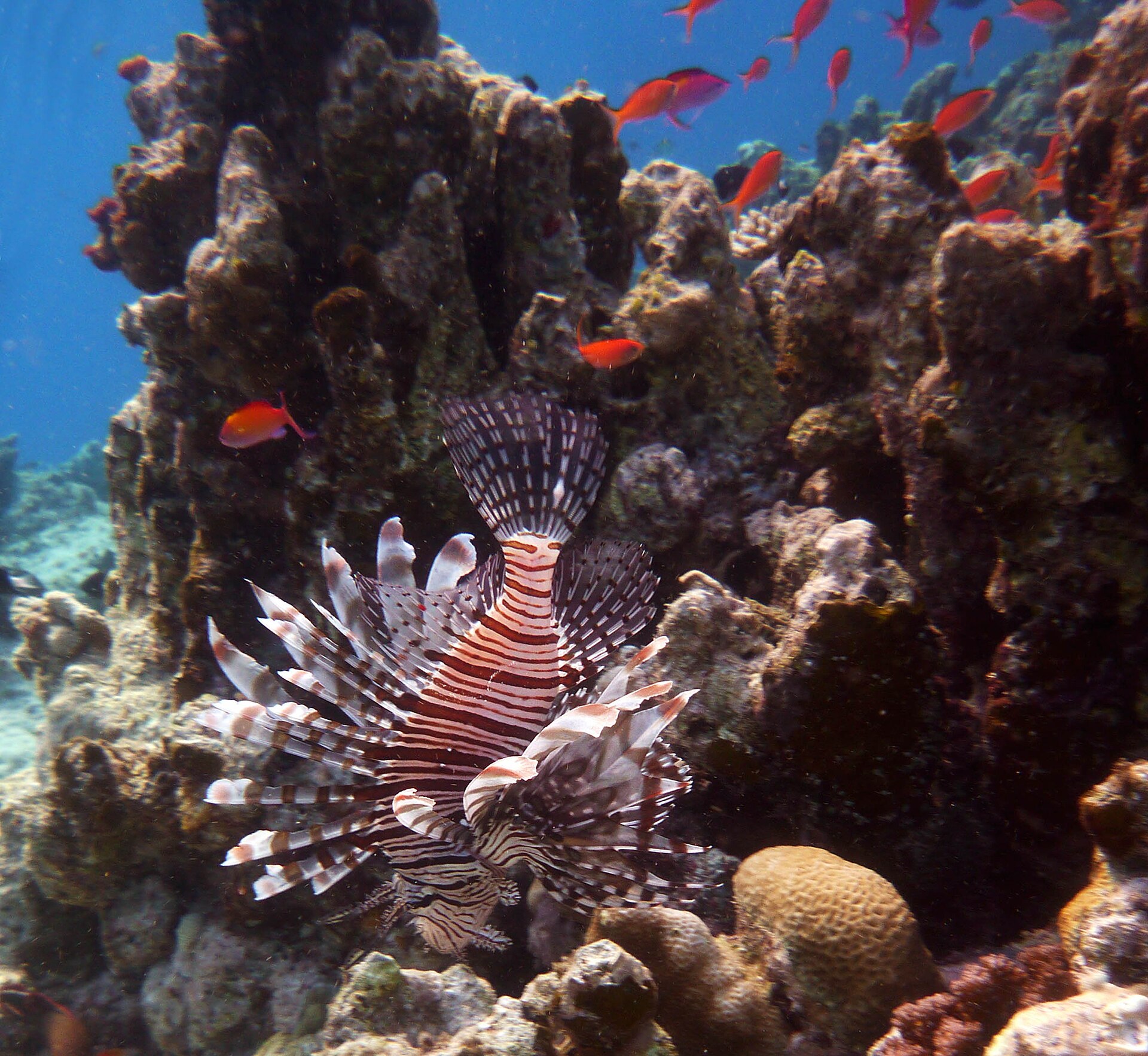 Poisson-lion (Pterois volitans)