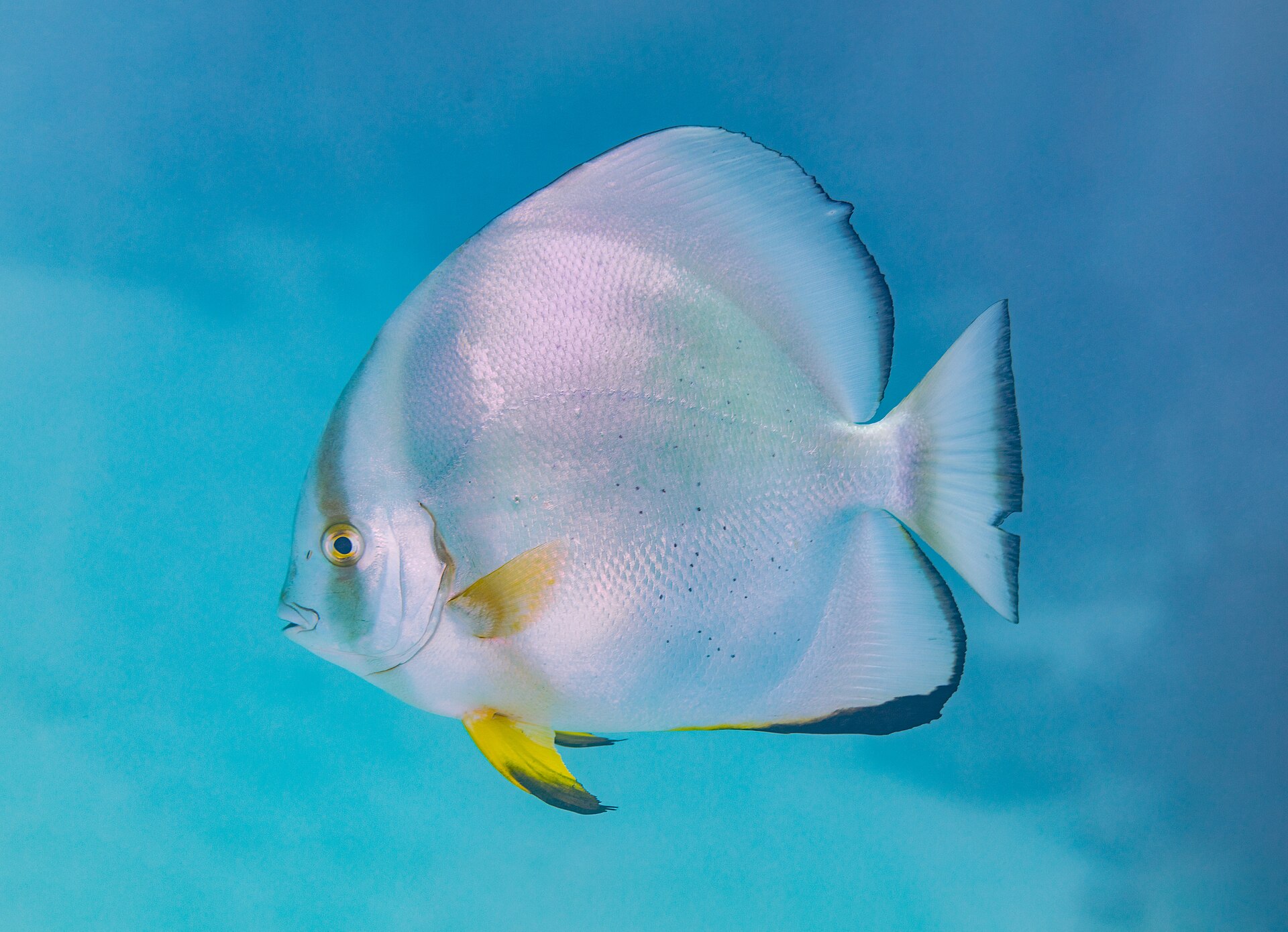 Poisson-lune (Platax orbicularis)