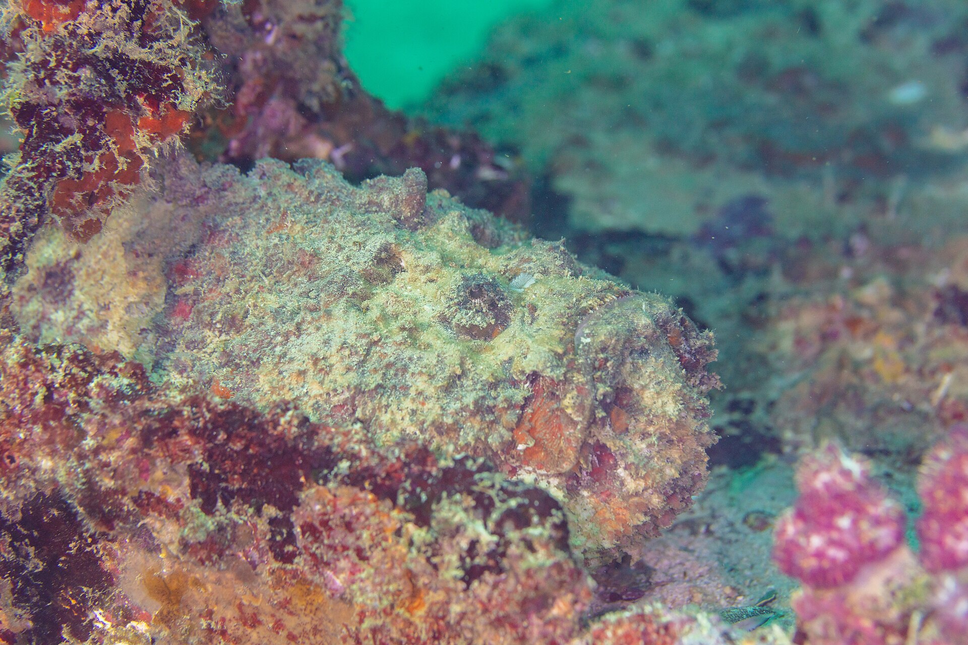 Poisson-pierre (Synanceia verrucosa)