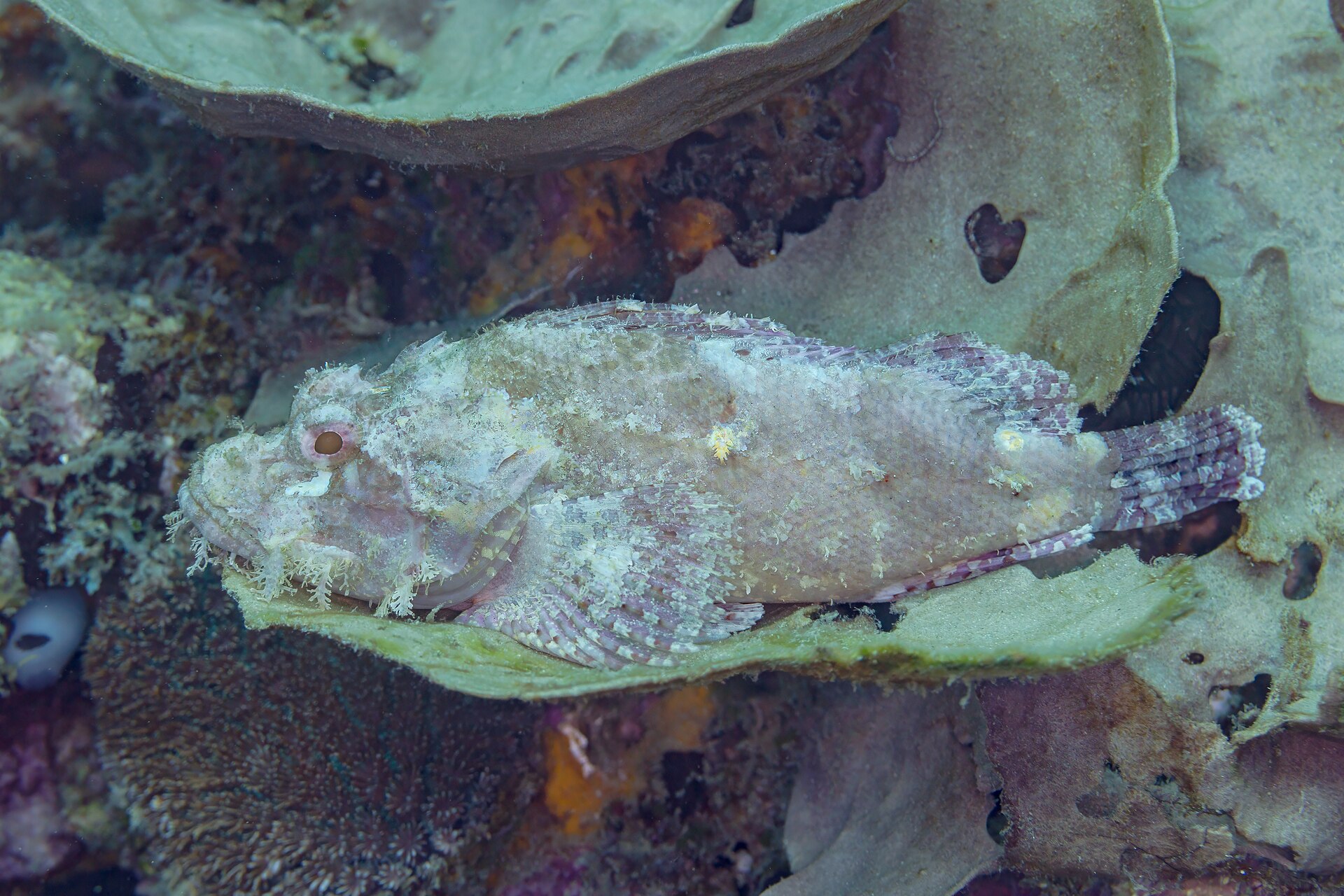 Poisson-scorpion (Scorpaenopsis oxycephala)
