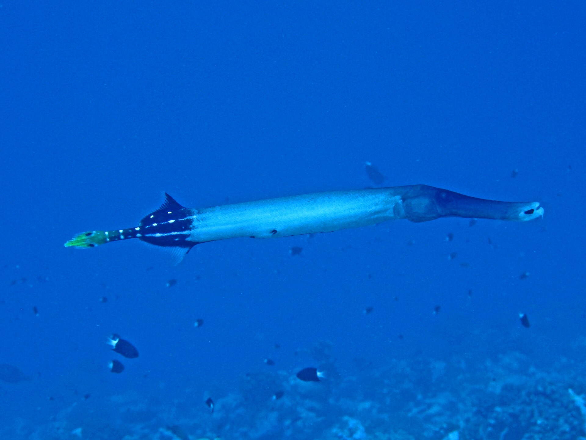 Poisson-trompette (Aulostomus chinensis)