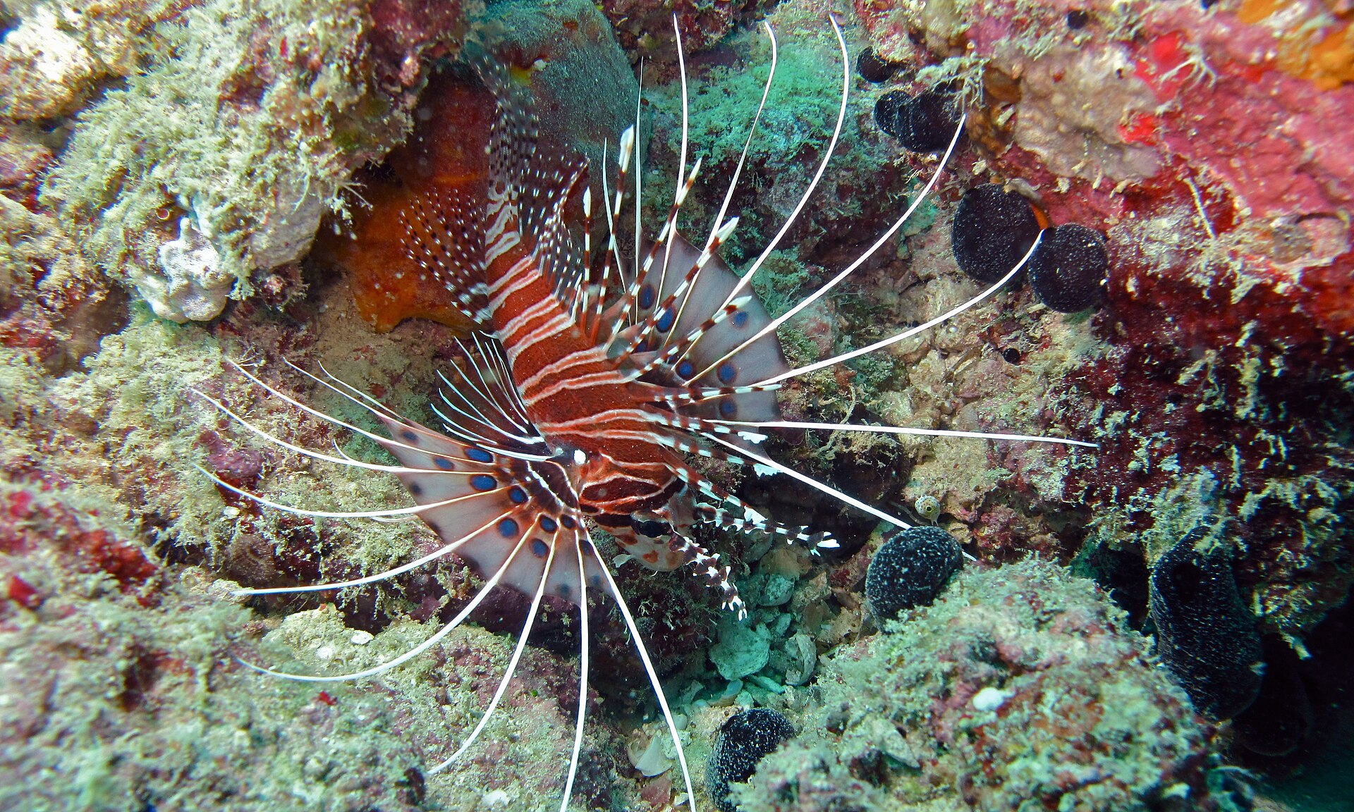 Poisson-zèbre (Pterois antennata)