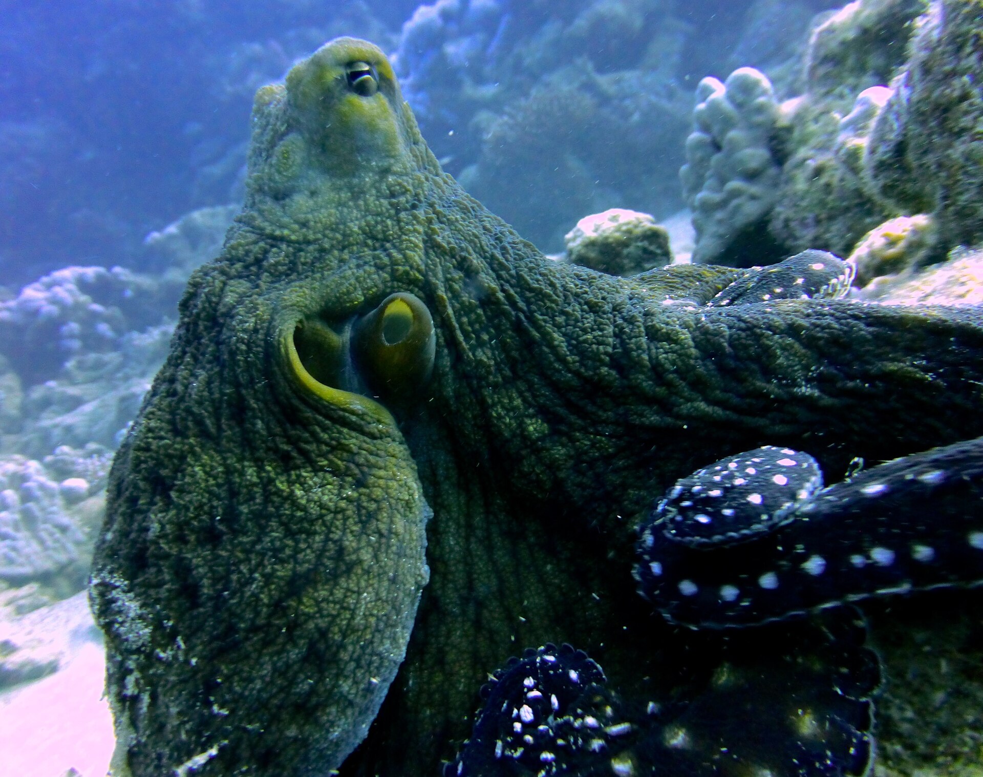 Poulpe de jour (Octopus cyanea)