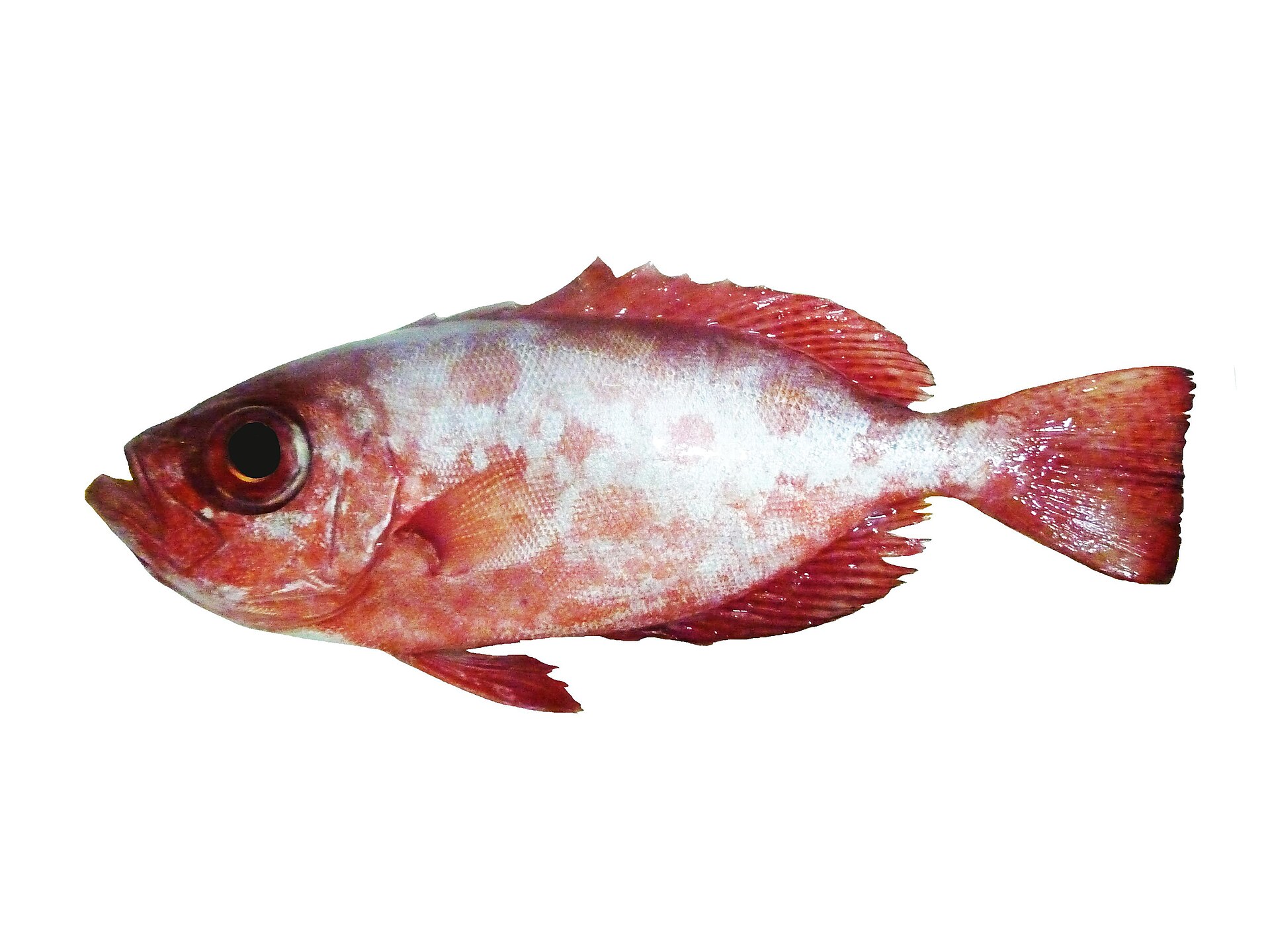 Priacanthe sangland (Heteropriacanthus cruentatus)
