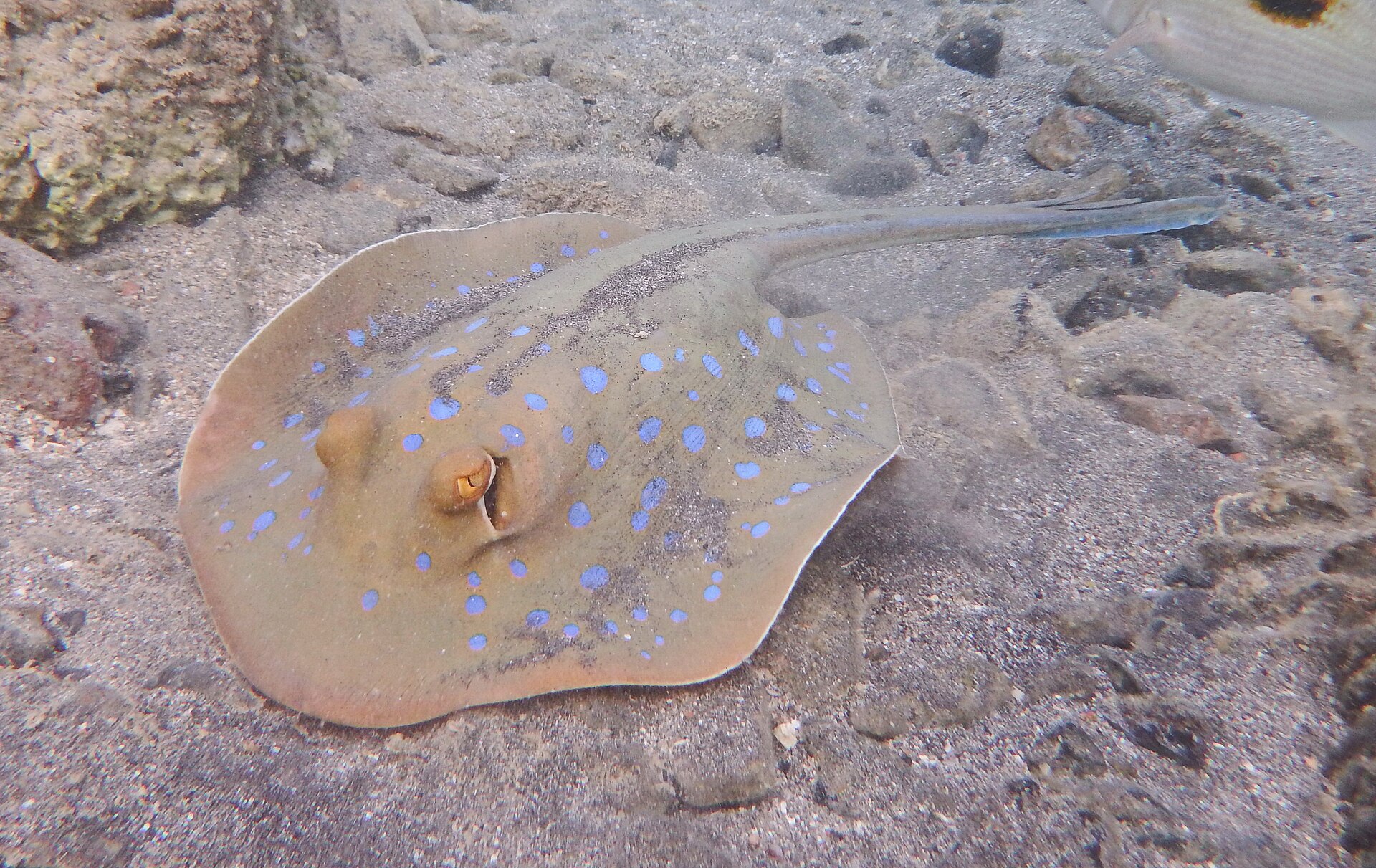 Raie à points bleus (Taeniura lymma)